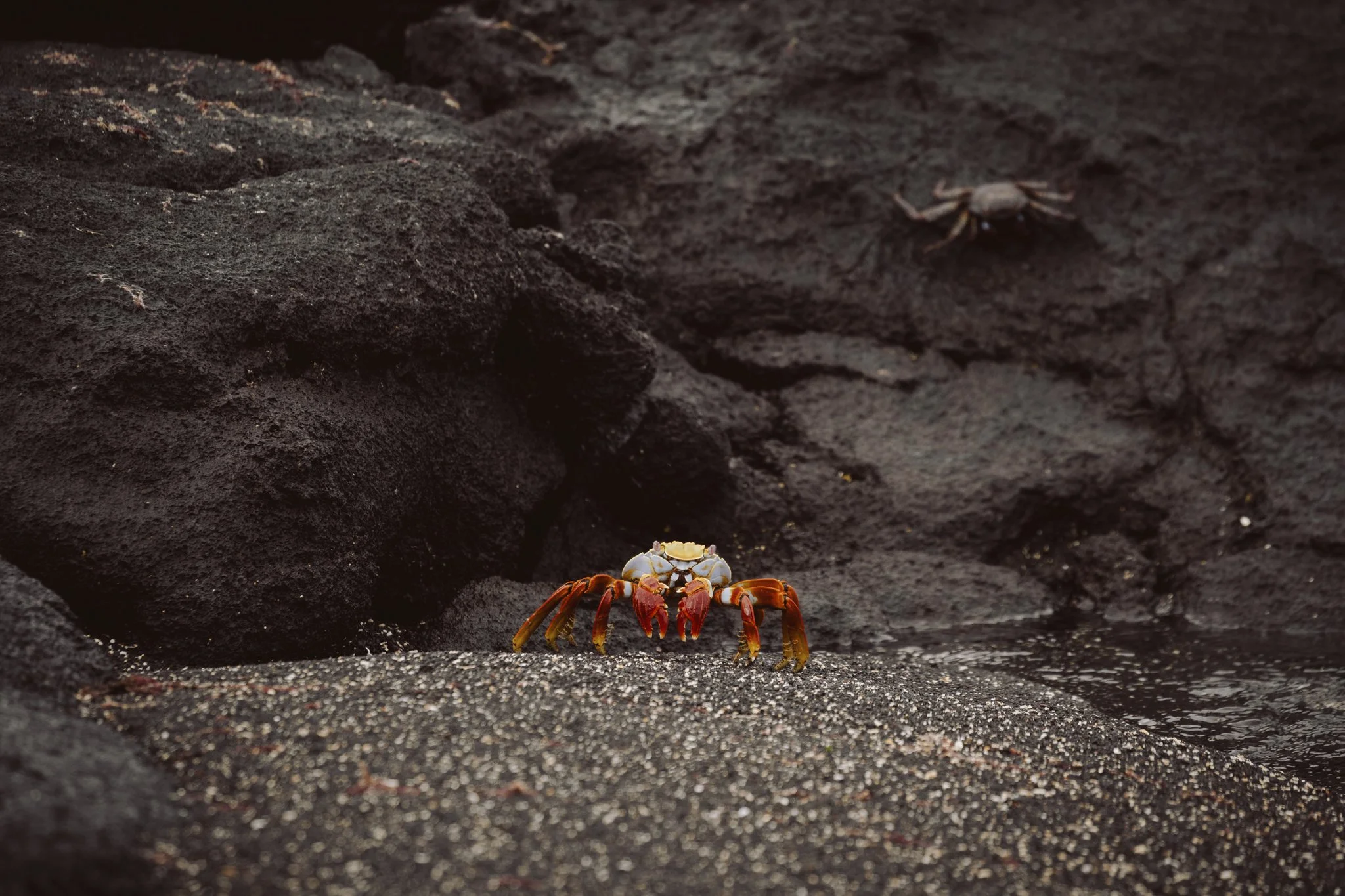 Galapagos-25.jpg