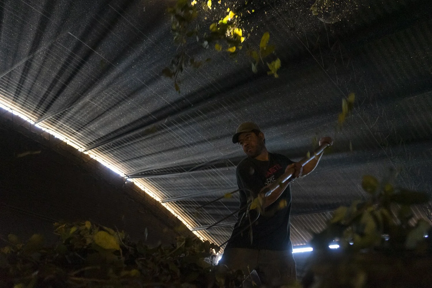 (Castellano abajo) Sapecado is a process that removes excess moisture from the yerba mate leaves through exposure to heat in a traditional giant drying chamber called a barbacuá. Julio Cabrera goes inside to turn over the leaves so that the heat drie