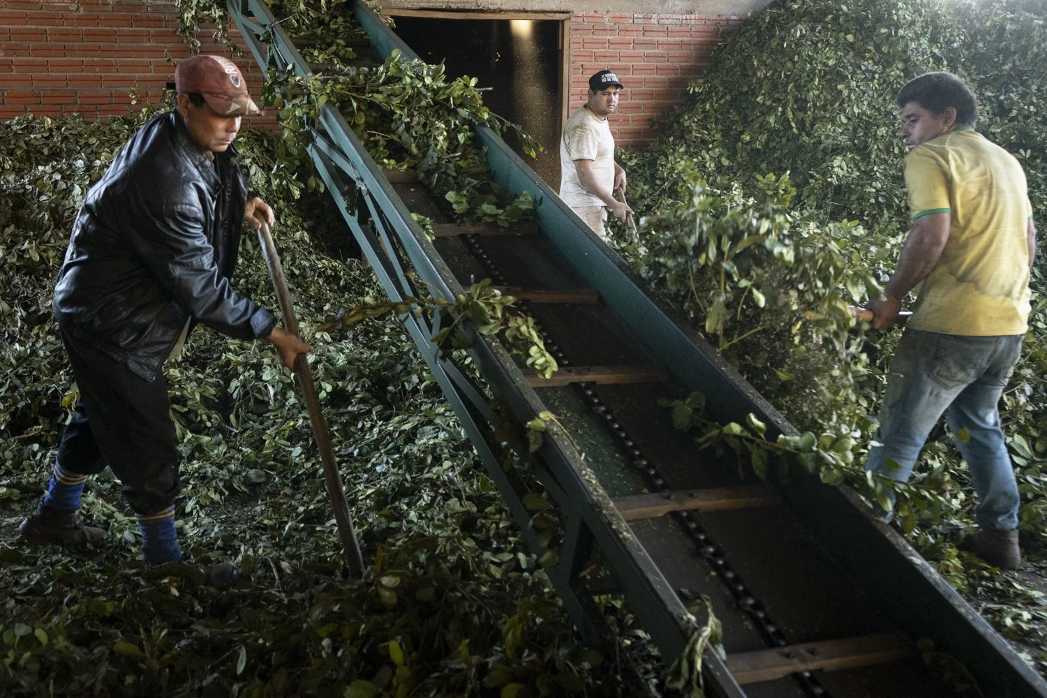 (Castellano abajo) Most of the workers who are involved in the processing Oñoirũ’s agroecological yerba mate are also themselves producers of the leaf. In the image you can see Abel Bogado, Lisandro Benítez and Miguel Aquino working through the first