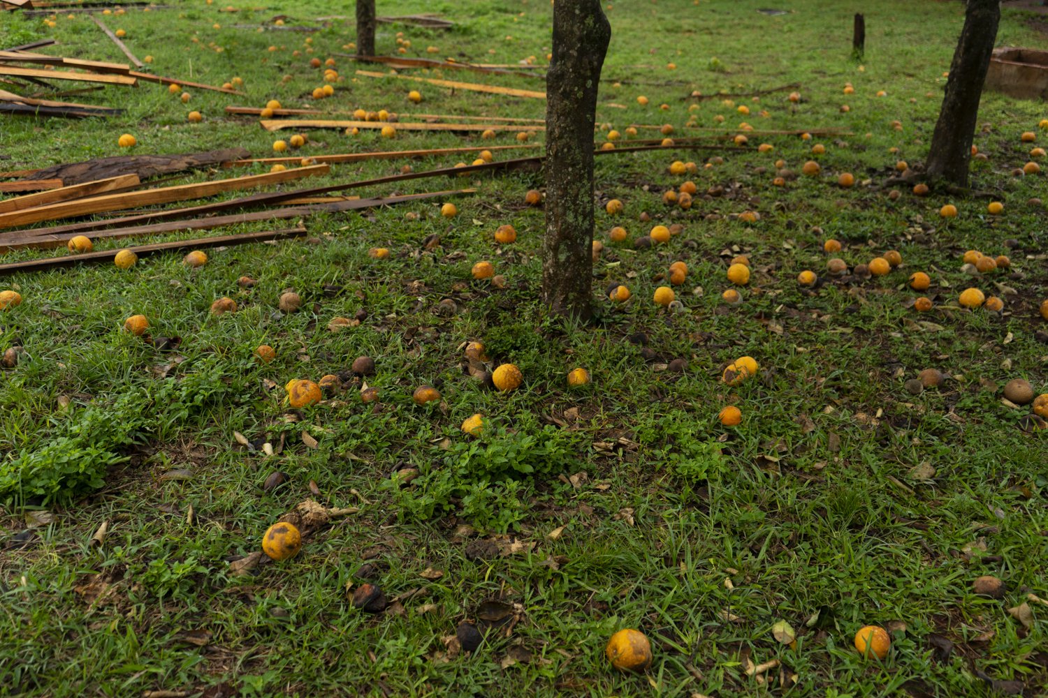 (Castellano abajo) Members of Oñoiru grow varieties of fruit for their own consumption in their homes. Winter is citrus season.
.
Los miembros de Oñoiru cultivan variedades de frutas para su propio consumo en sus hogares. El invierno es la temporada 