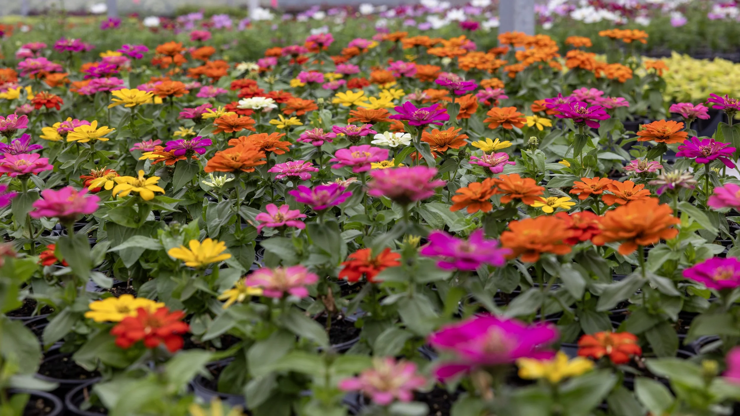 KREX: State-of-the-art Greenhouse