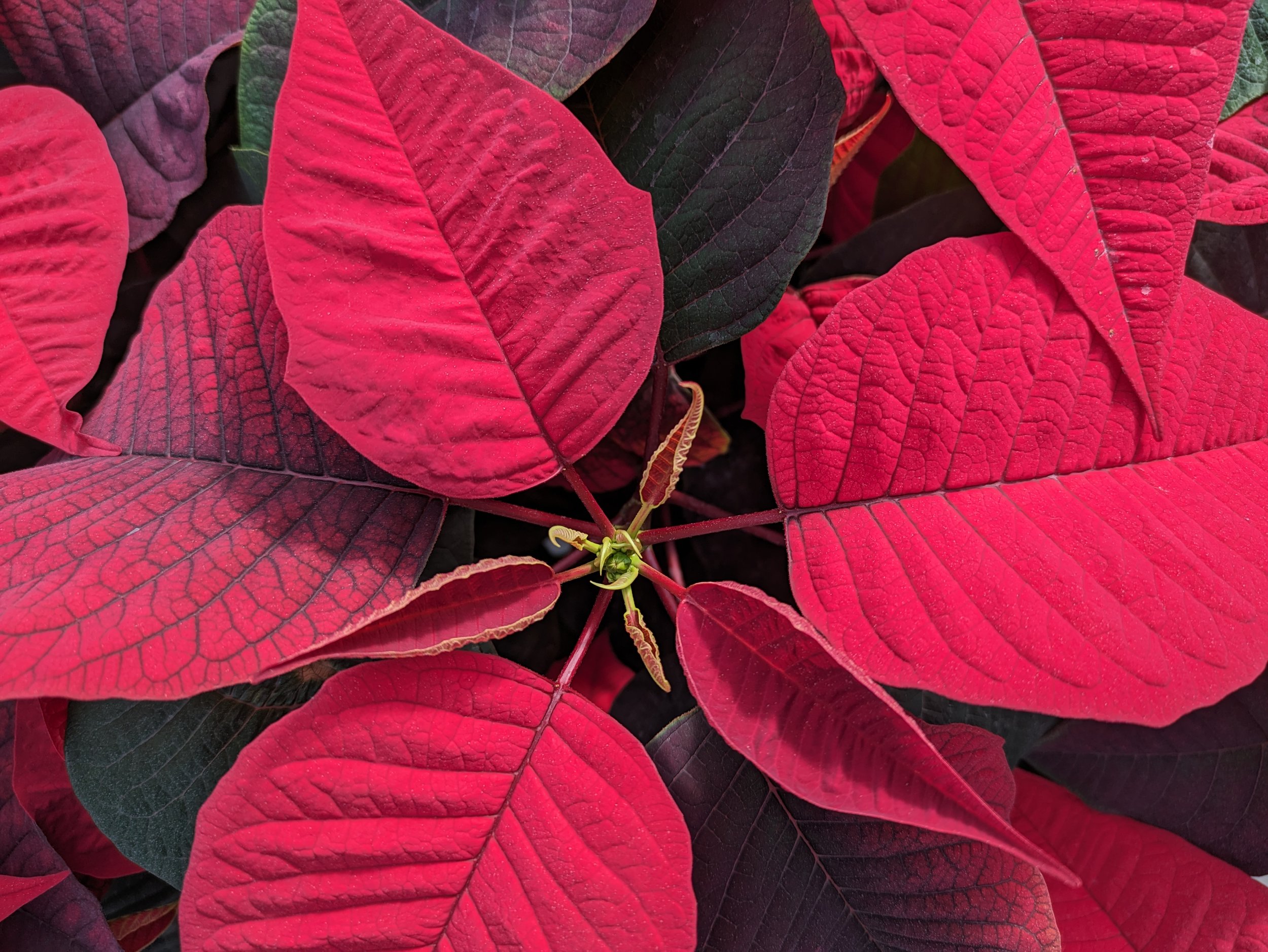 KKCO: Win Gardens Decks the Halls