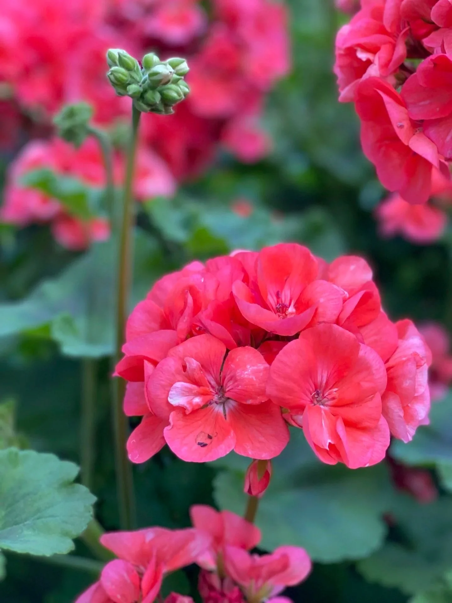 Bright pink geranium flower