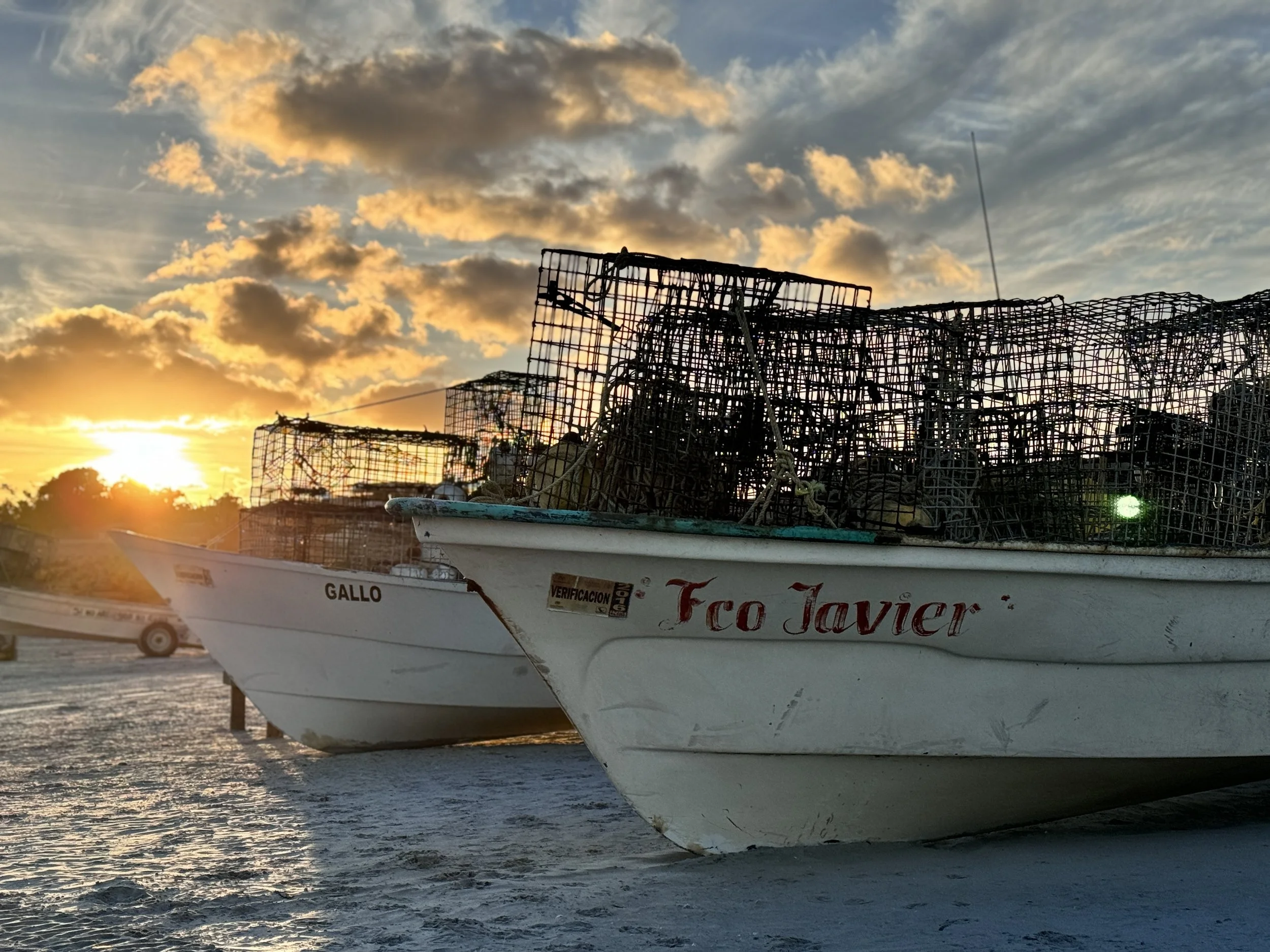 a day with scorpions