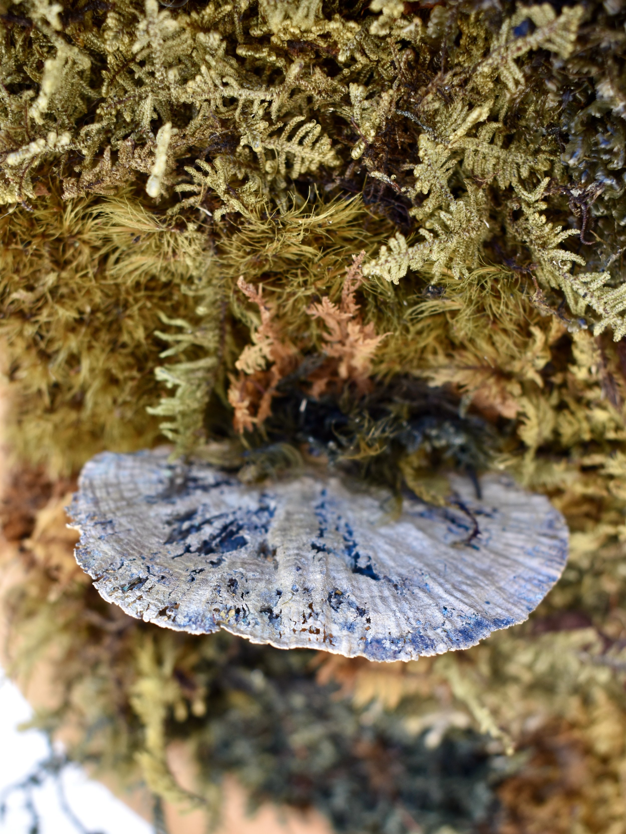 DSC_0125.JPG