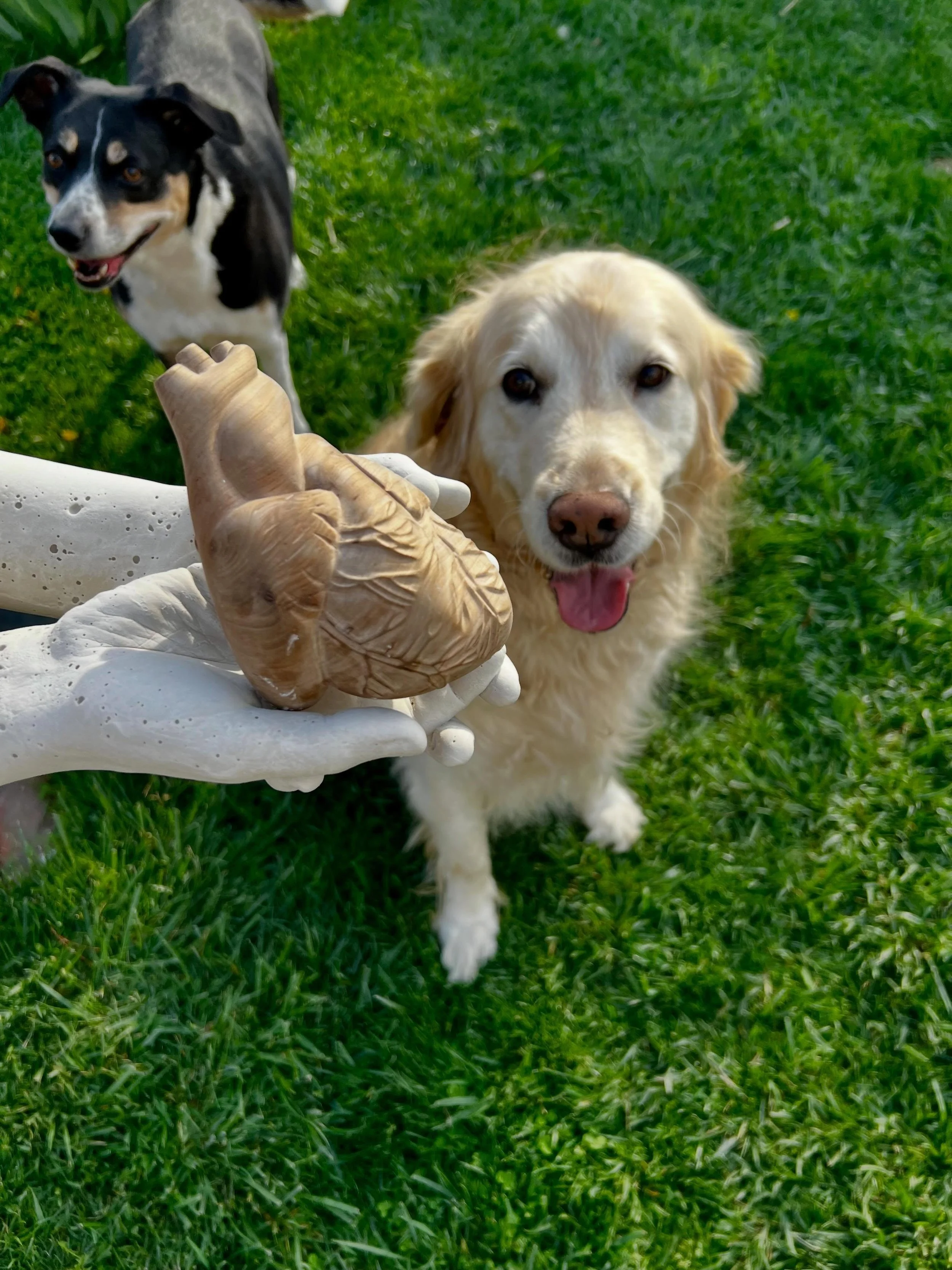 Unfinished and unrelated work from April 👍

#silvaticadesigns #catdoor #anatomicalheart #clevelandartist