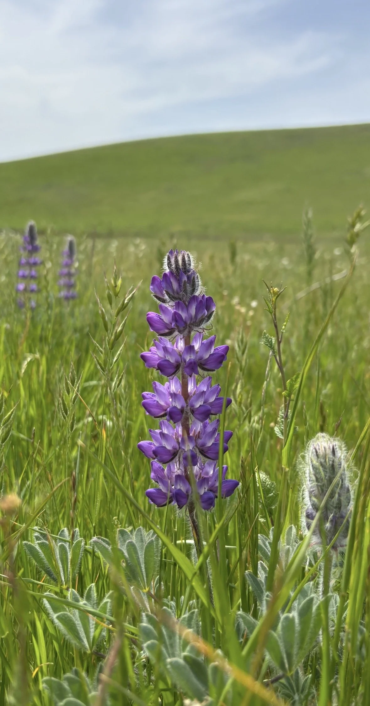 We Are the Lupines