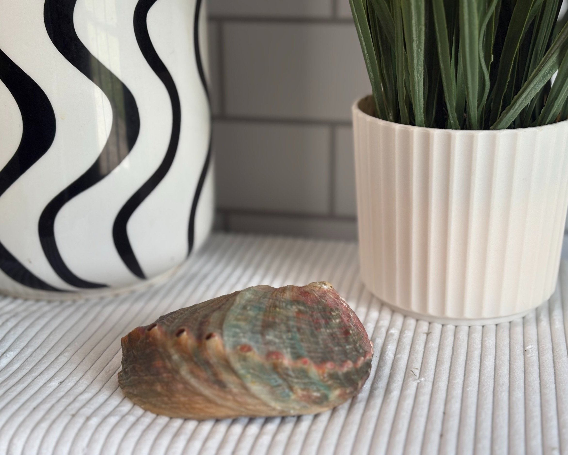 shell+pic+2+.jpg