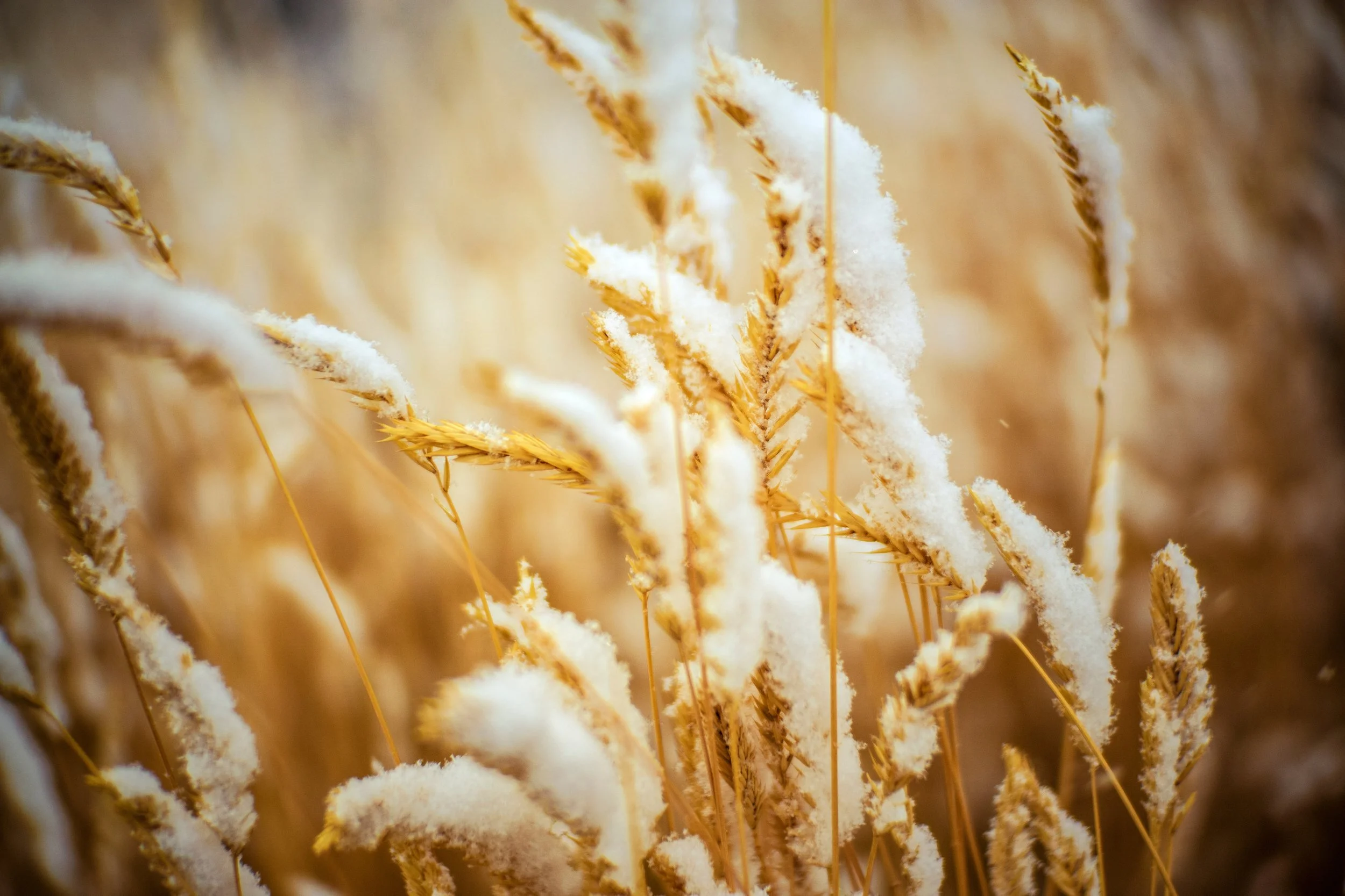 Voices in Leadership: Continuing to Scale Regen Across the System