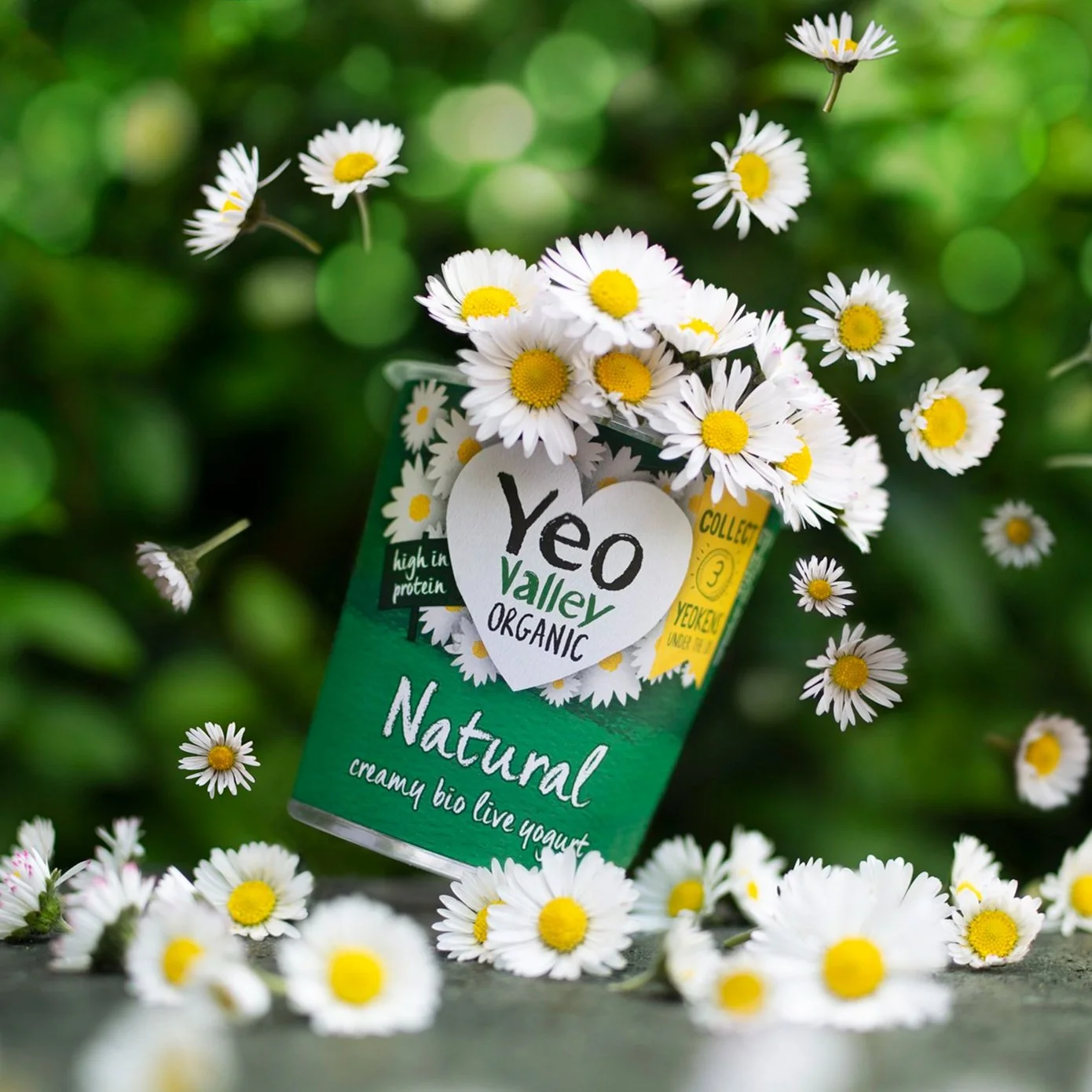 A Yeo Valley Organic yogurt container surrounded by daisies and green foliage.