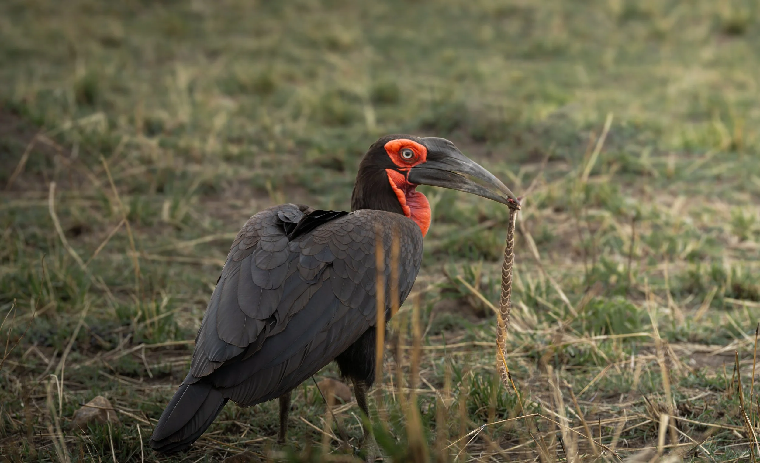 A Crowned Crane standing in a grassy habitat with a stick in its beak.