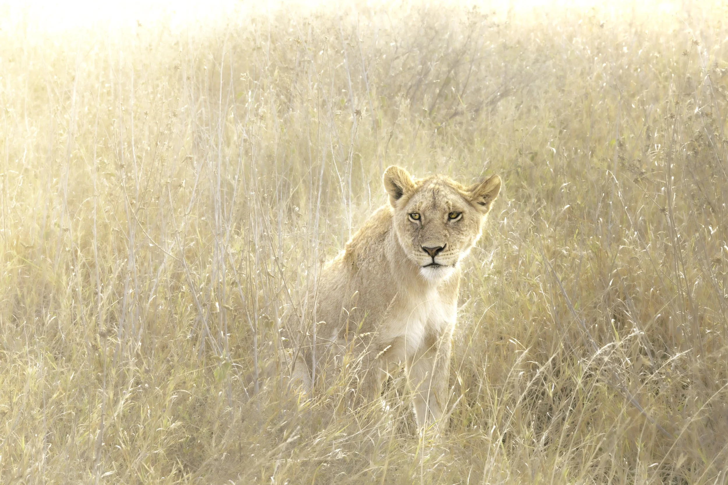 lioncubonthefield.jpg