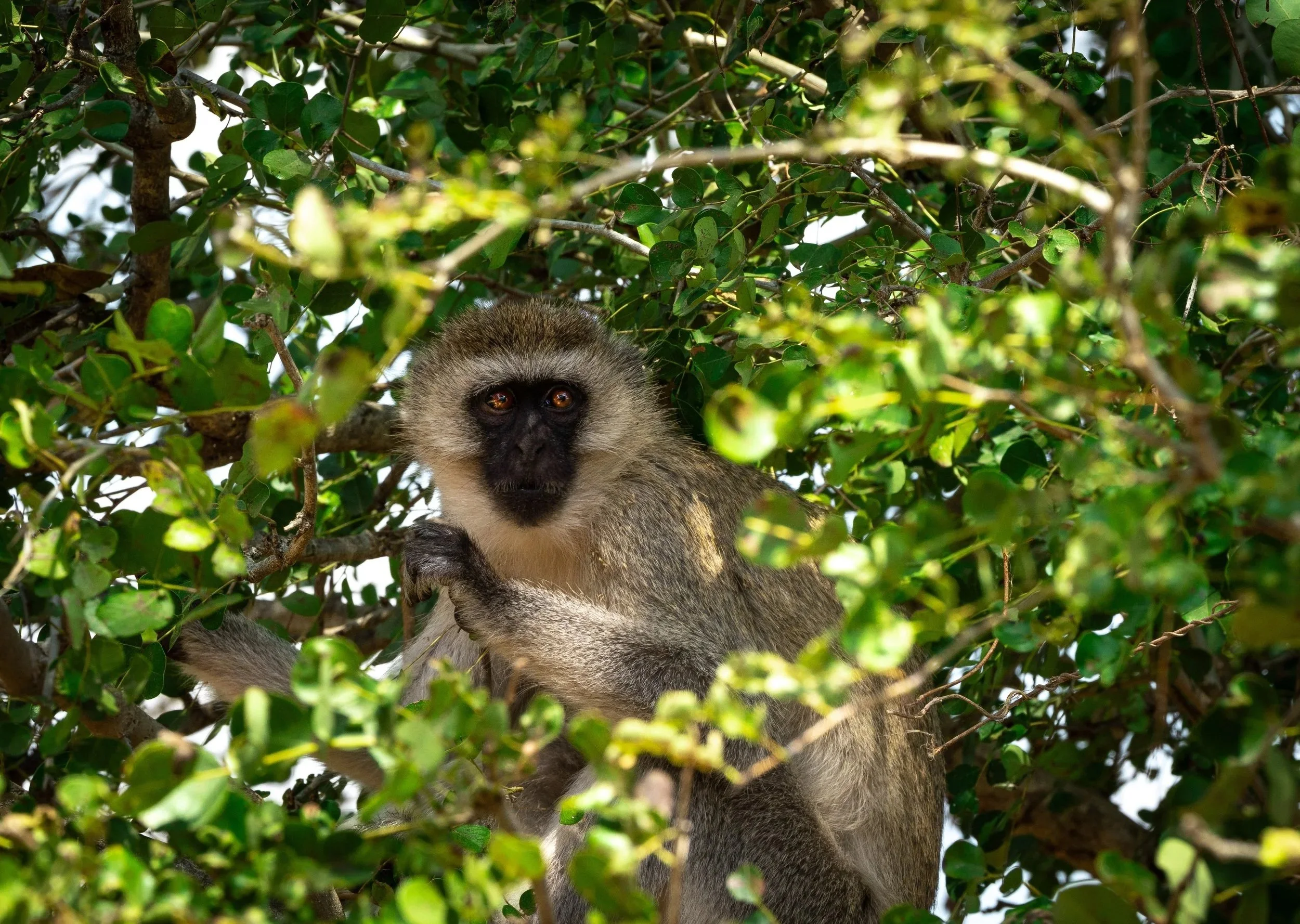 A monkey with brown and gray fur and a black face peeking through green leaves in a tree.
