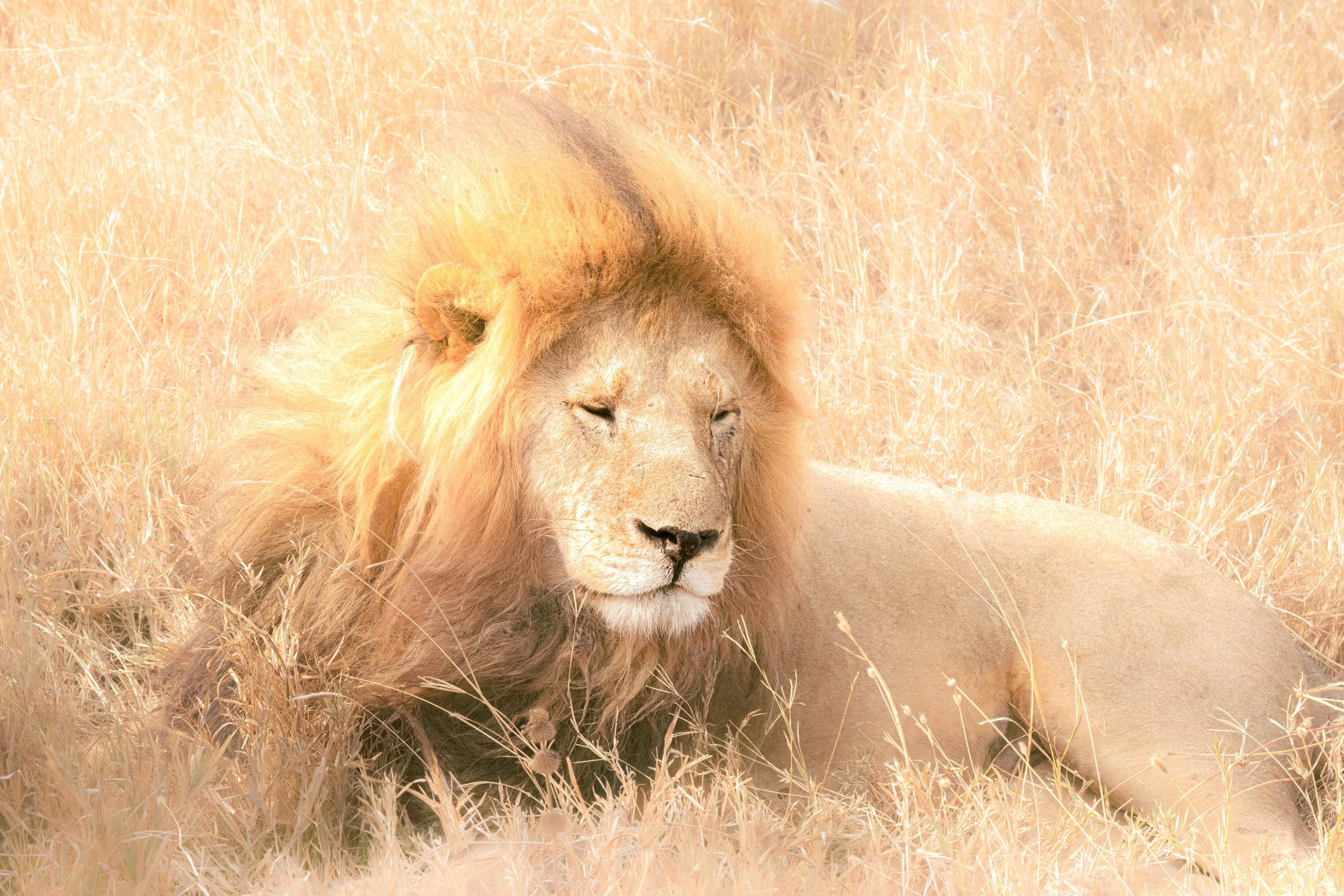 liononthefield-3.jpg