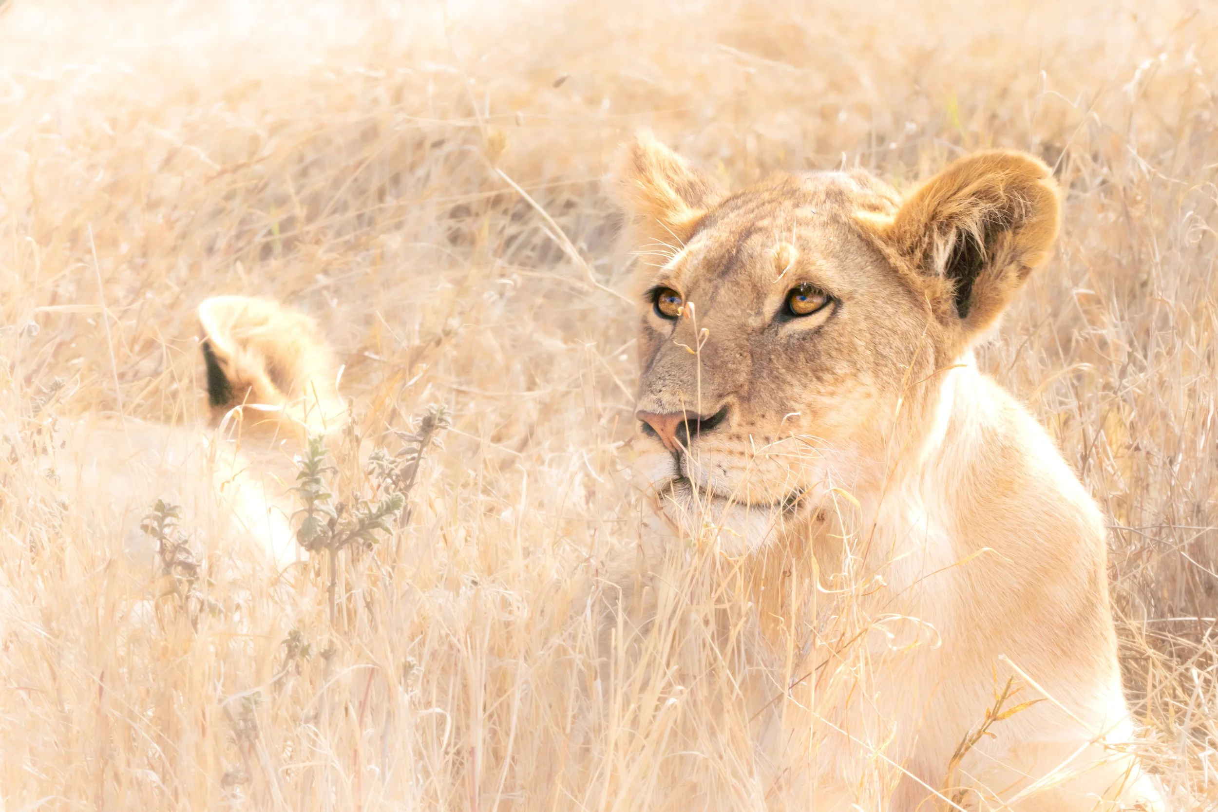 liononthefield.jpg