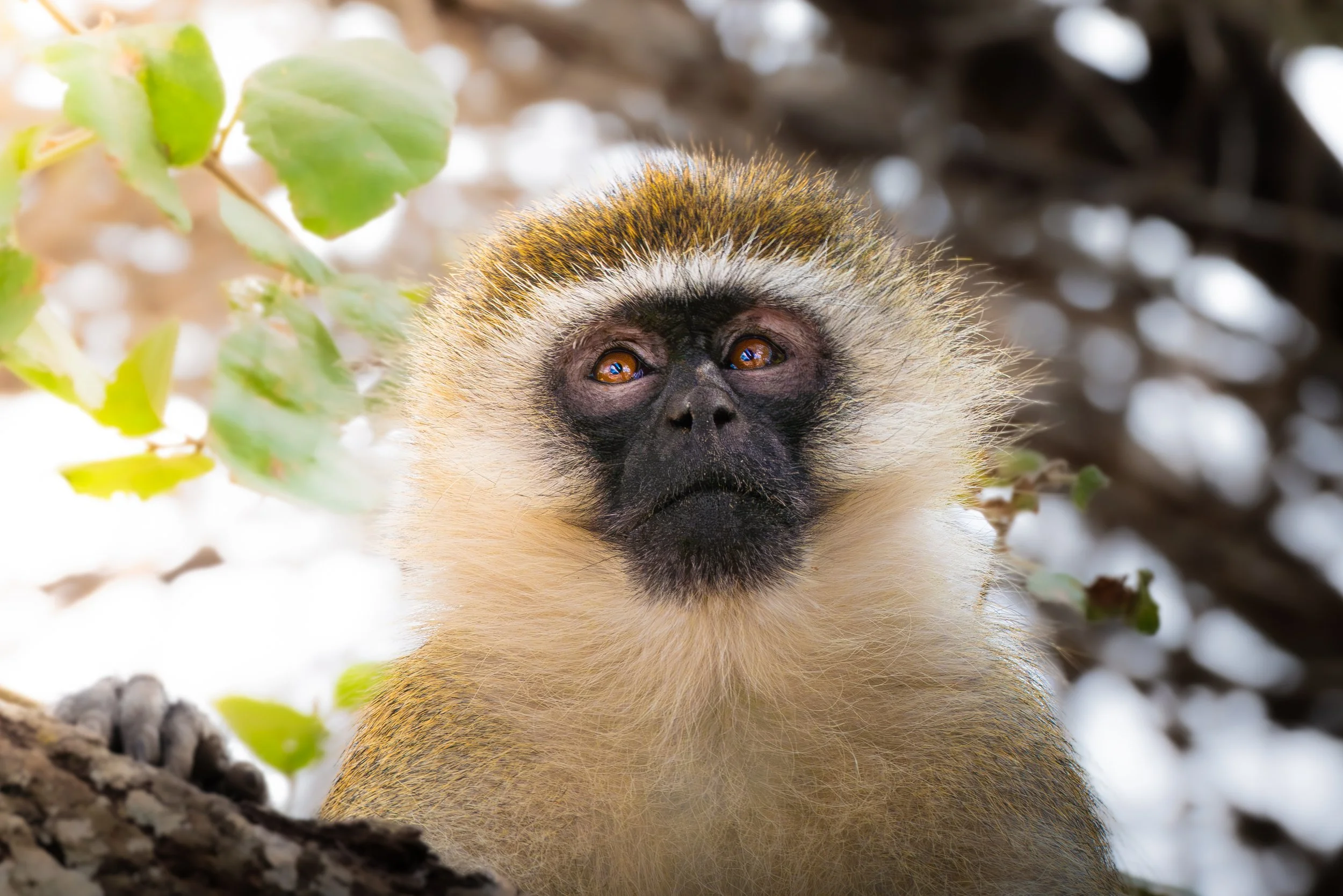 Why Should Natural Light Belong to Animals?