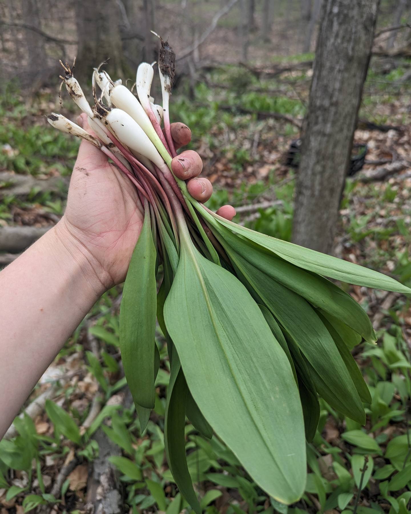 A SPRING STAPLE IN OUR FARM KITCHEN 🌿

Just like blooming tulips &amp; budding trees, Ramps, or wild garlic/leeks, are the epitome of Spring for us here at the farm! 

Escaping to the forest to forage for these delicious beauties is an annual tradit