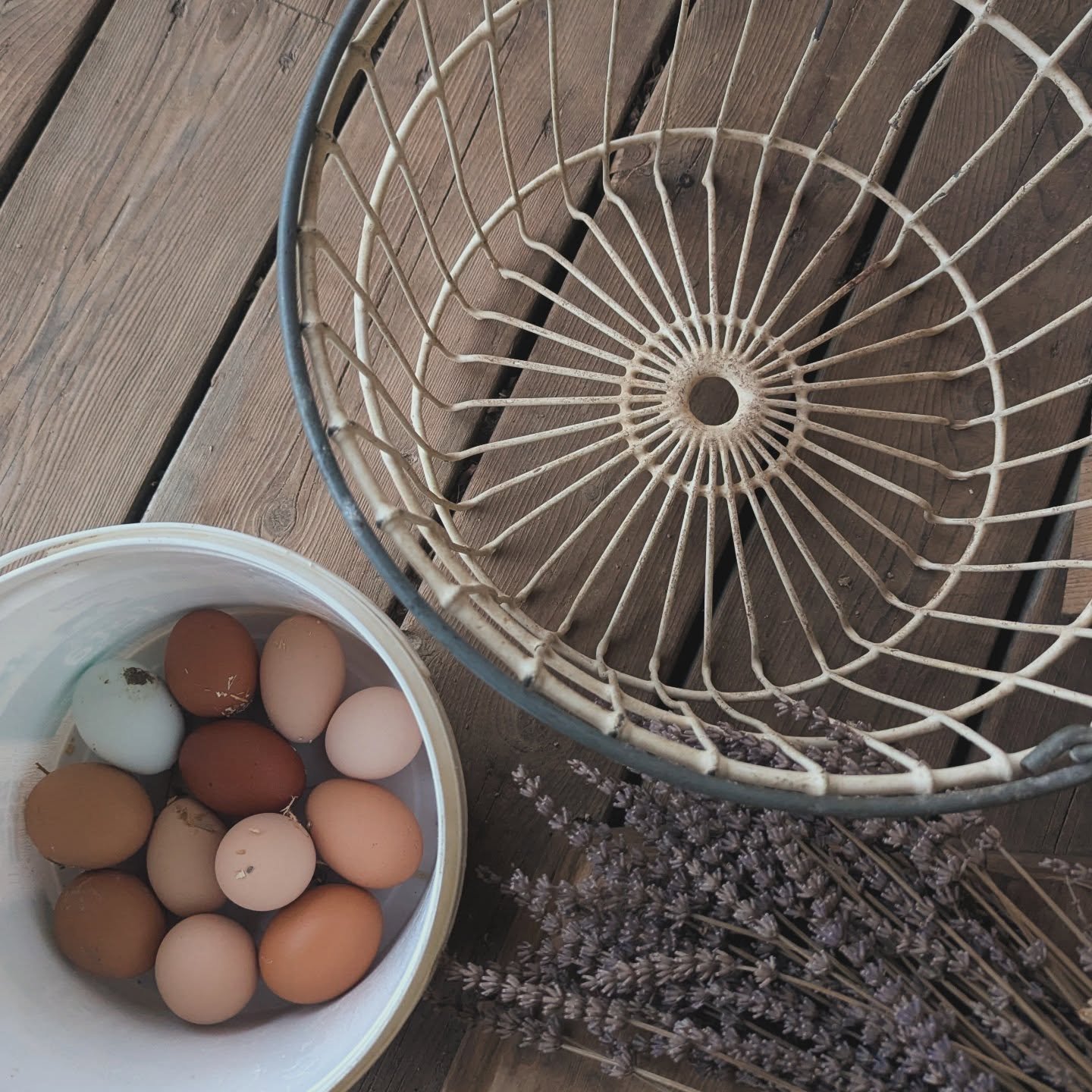OUR LADIES ARE LAYING 🥚🪻🐓

With some new ladies added to our flock &amp; more eggs in the incubator, days away from hatching, we are in full chicken mode at the moment! 

As our farm stay books up &amp; our farm store continues to get busier we ke