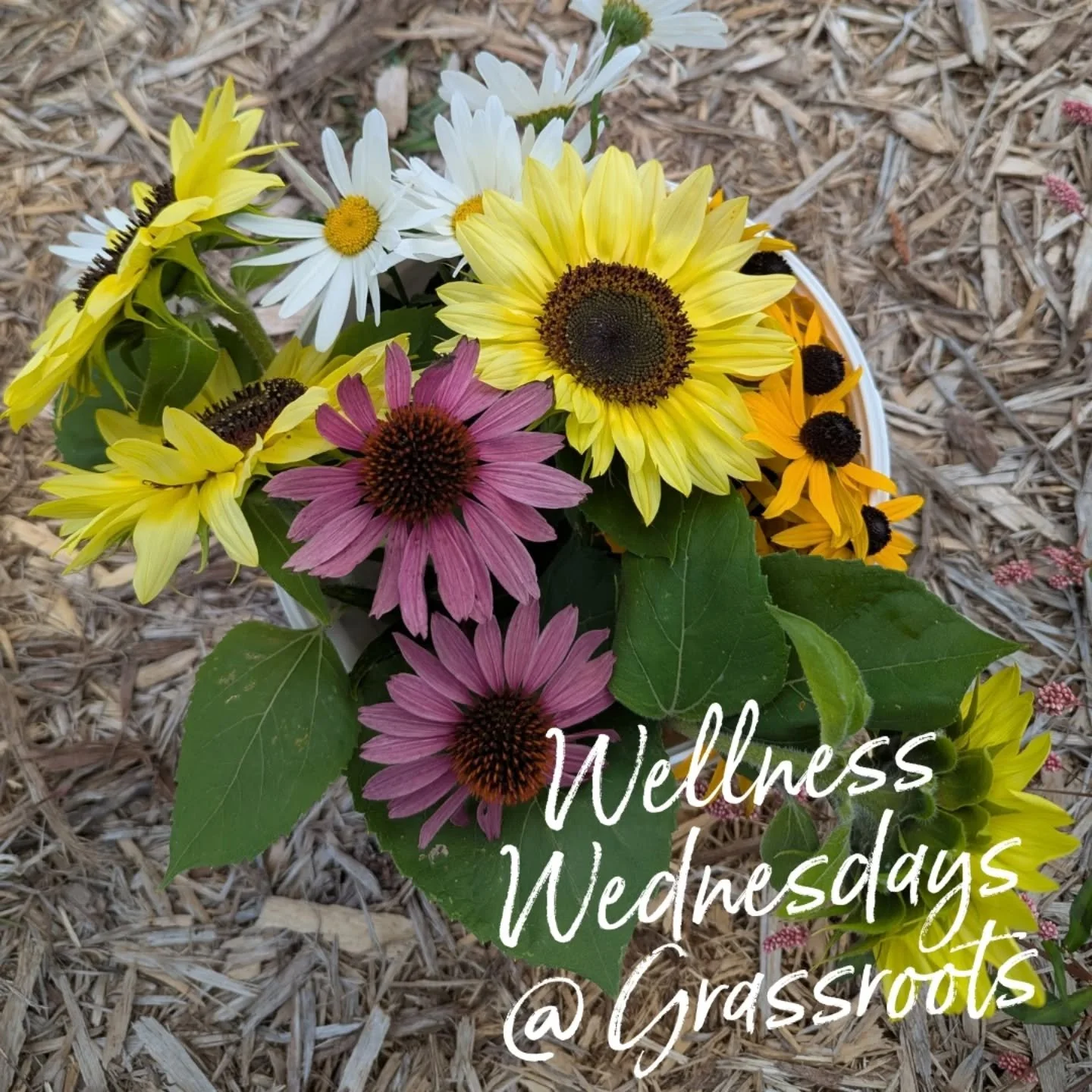 YOUR WEDNESDAY NIGHT PLANS DECIDED 🌿🍕

We are so thrilled to introduce a brand new summer series at Grassroots Farm:&nbsp;Wednesday Wellness!

From June through September, we&rsquo;re turning "hump day" into your favourite night of the we