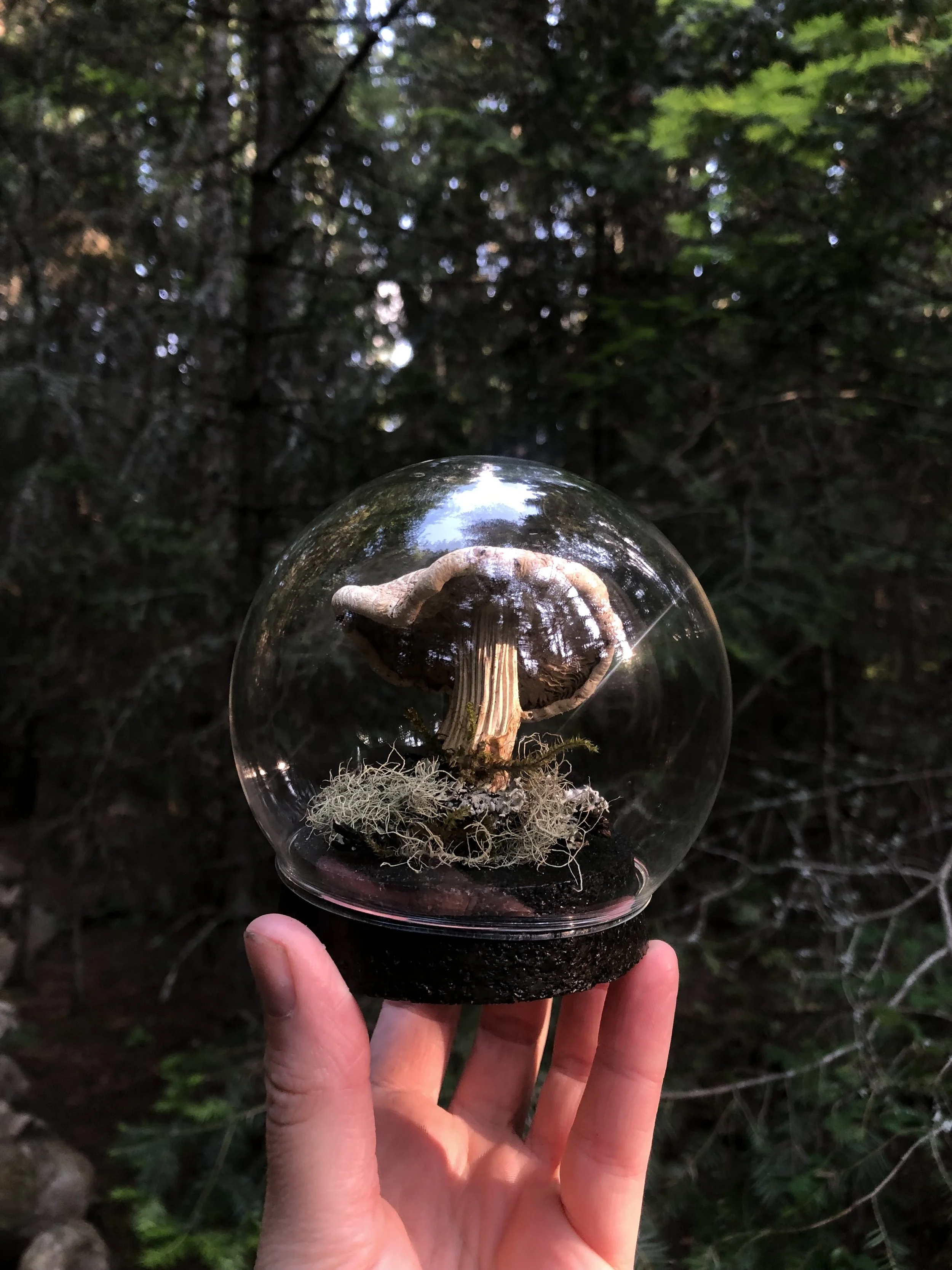 UpMossCreekStudio_MushroomSpecimenDome.jpg