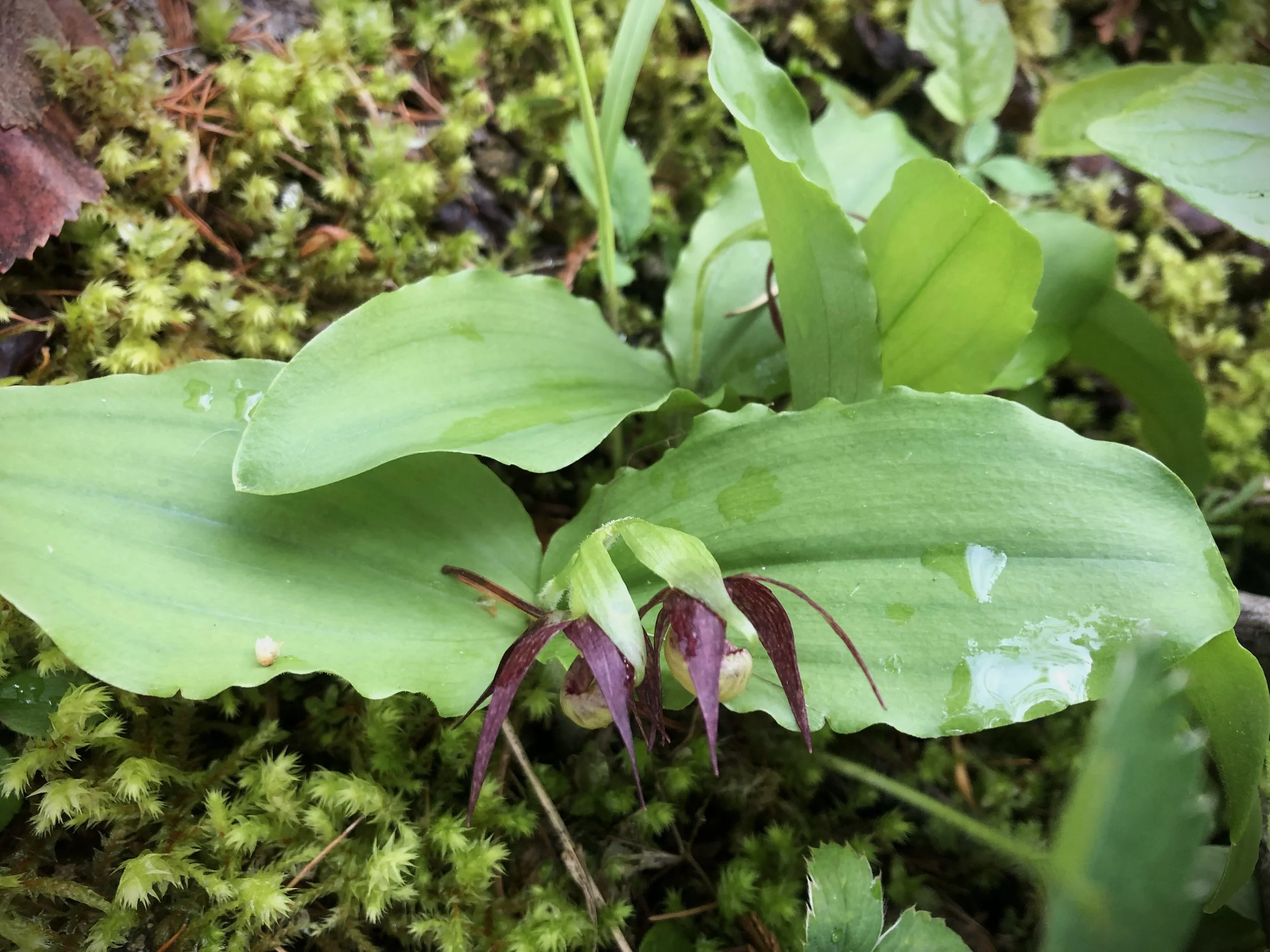 Rare Plant Site Revisit - Clustered Lady Slipper (Cypripedium fasciculatum) - 5/17 ✶FREE✶