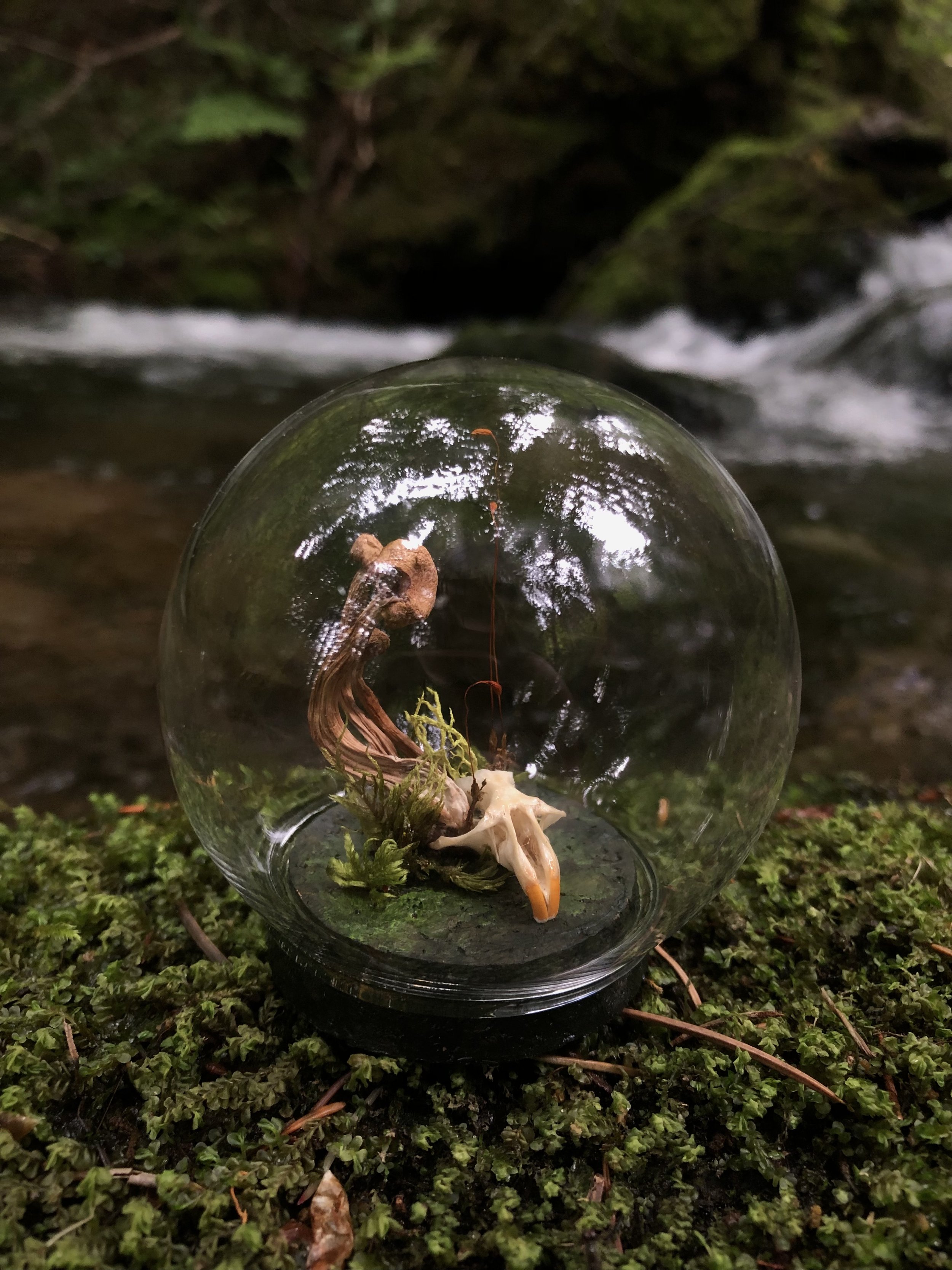 Oddities &amp; Curiosities Expo - Providence, Rhode Island