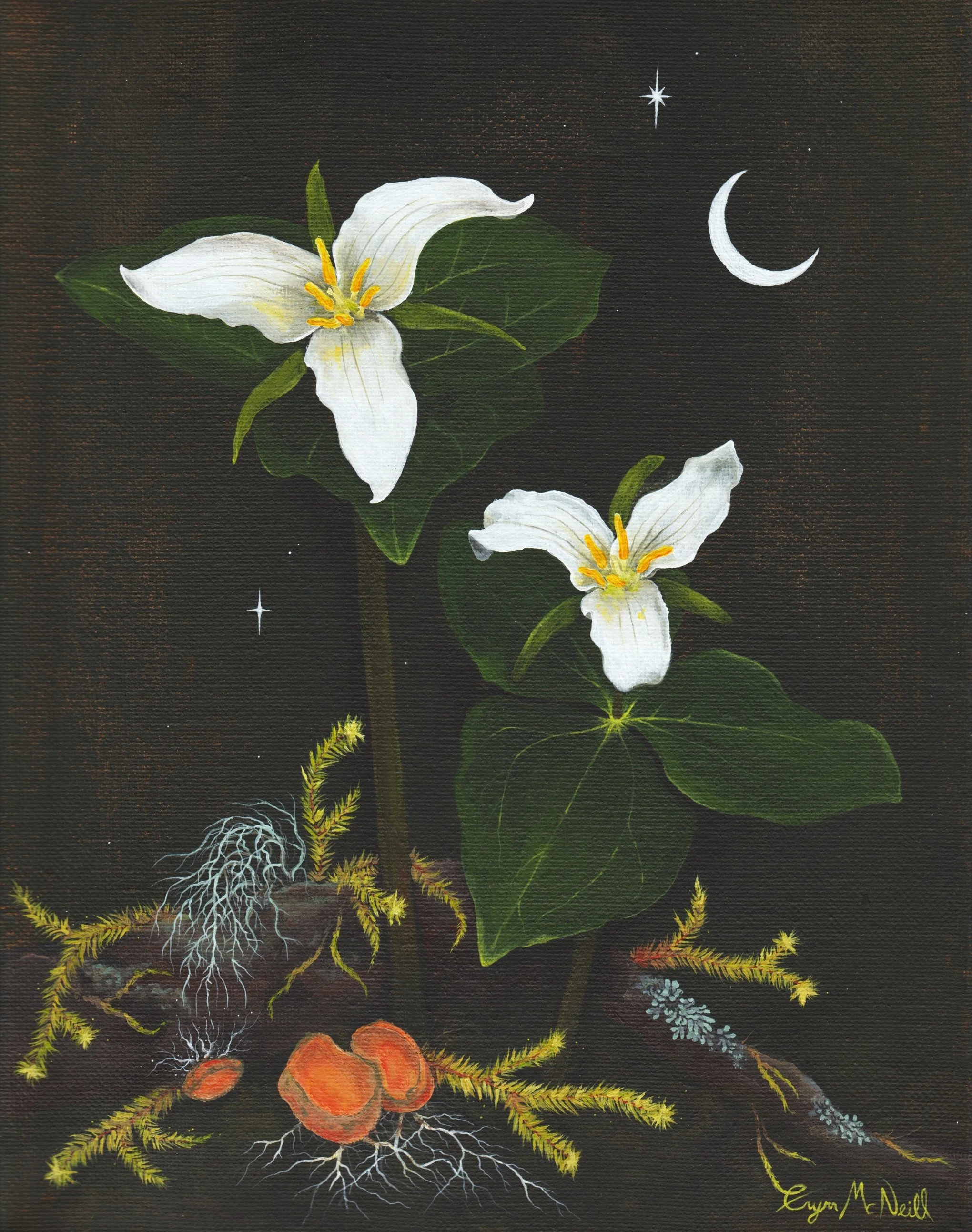 MCNEILL_Midnighttrillium.jpg