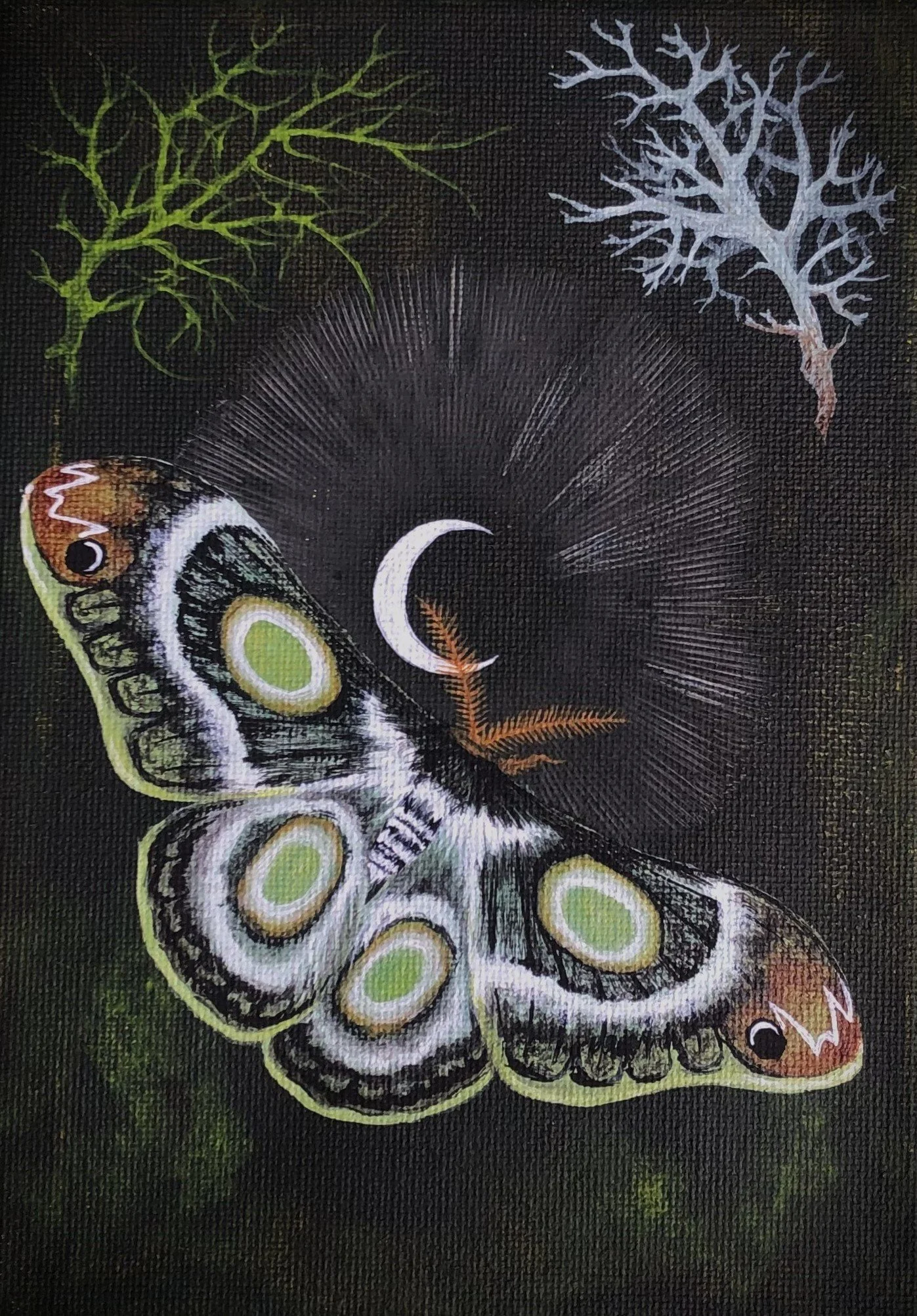 White-lined Atlas Moth (2024)