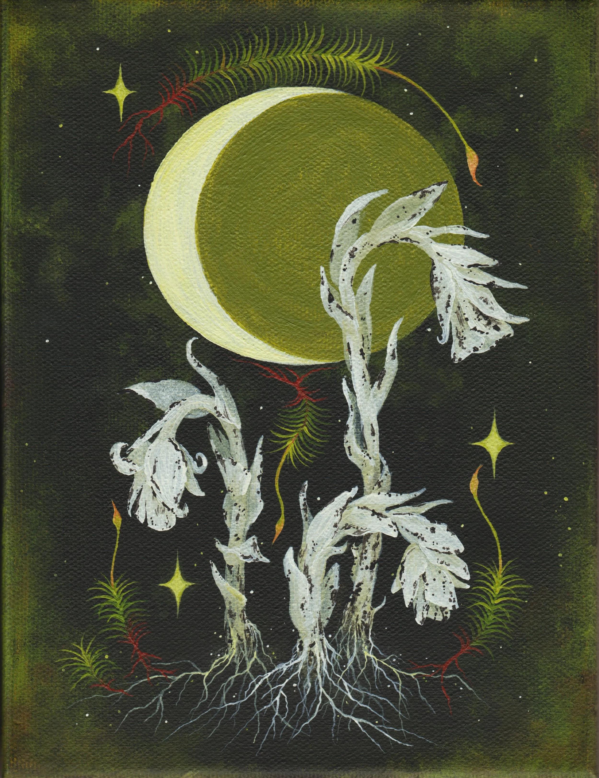Ghost Pipe Eclipse (2026)