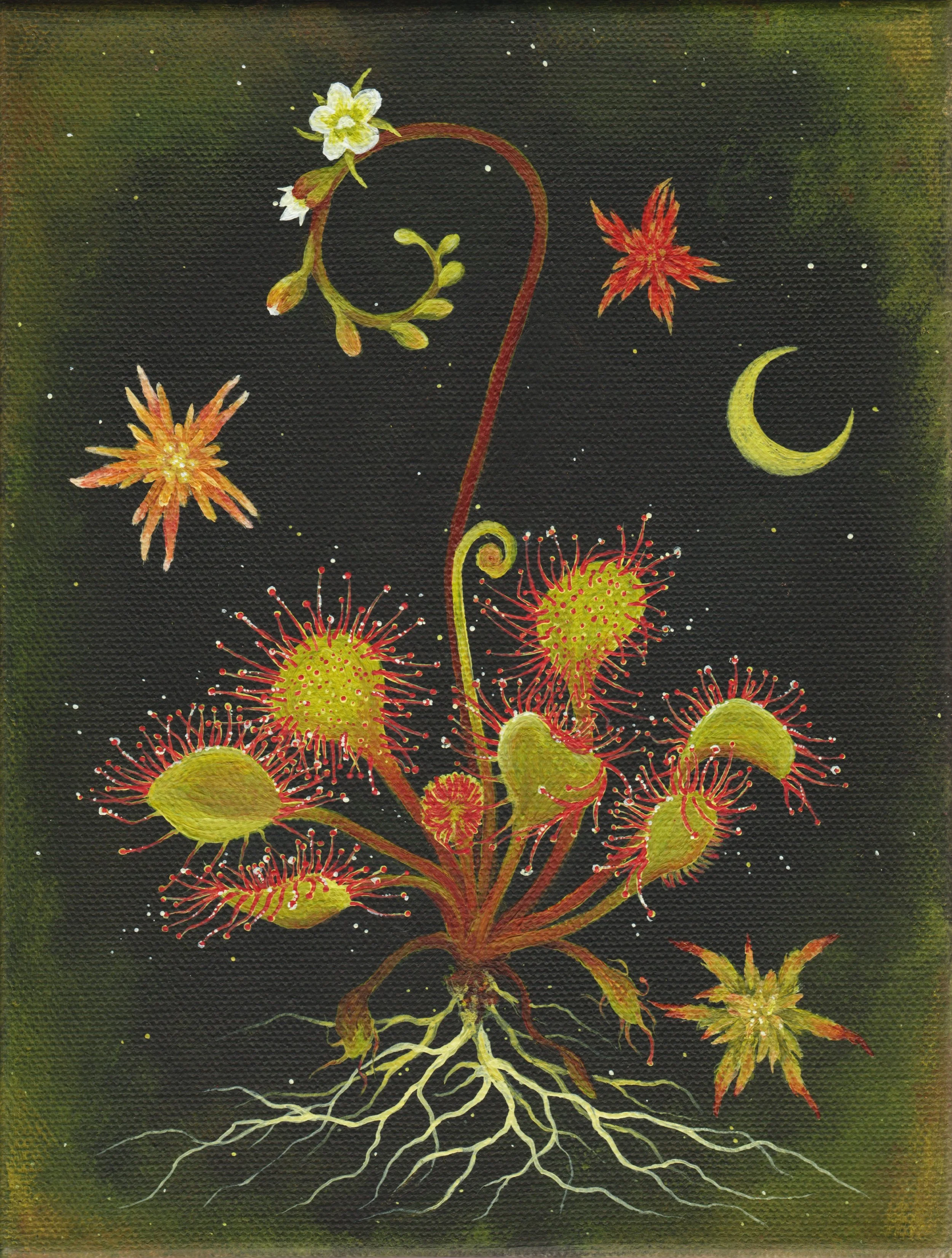 Drosera rotundifolia (Sundew) (2026)
