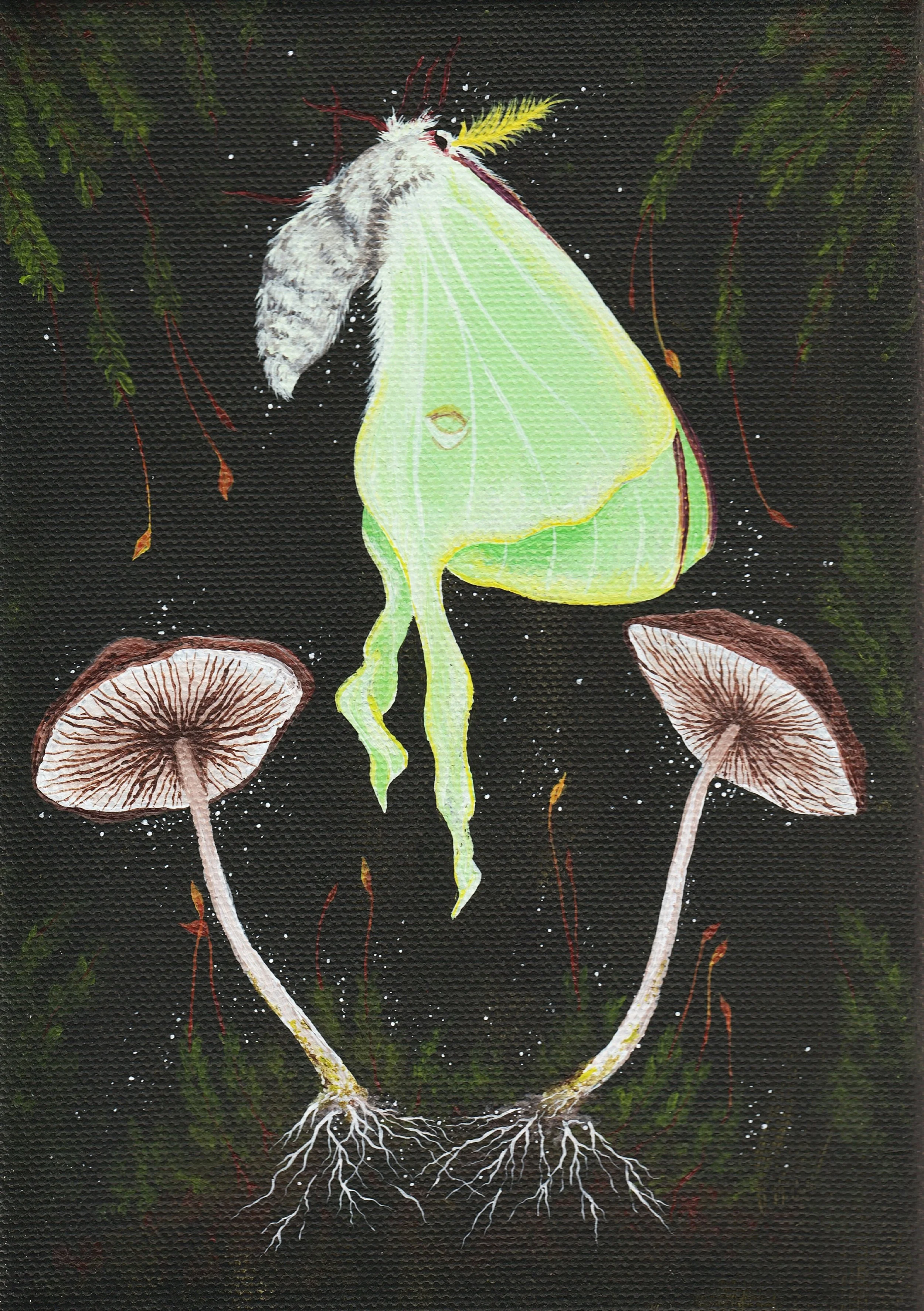 Emerging Luna Moth (2024)