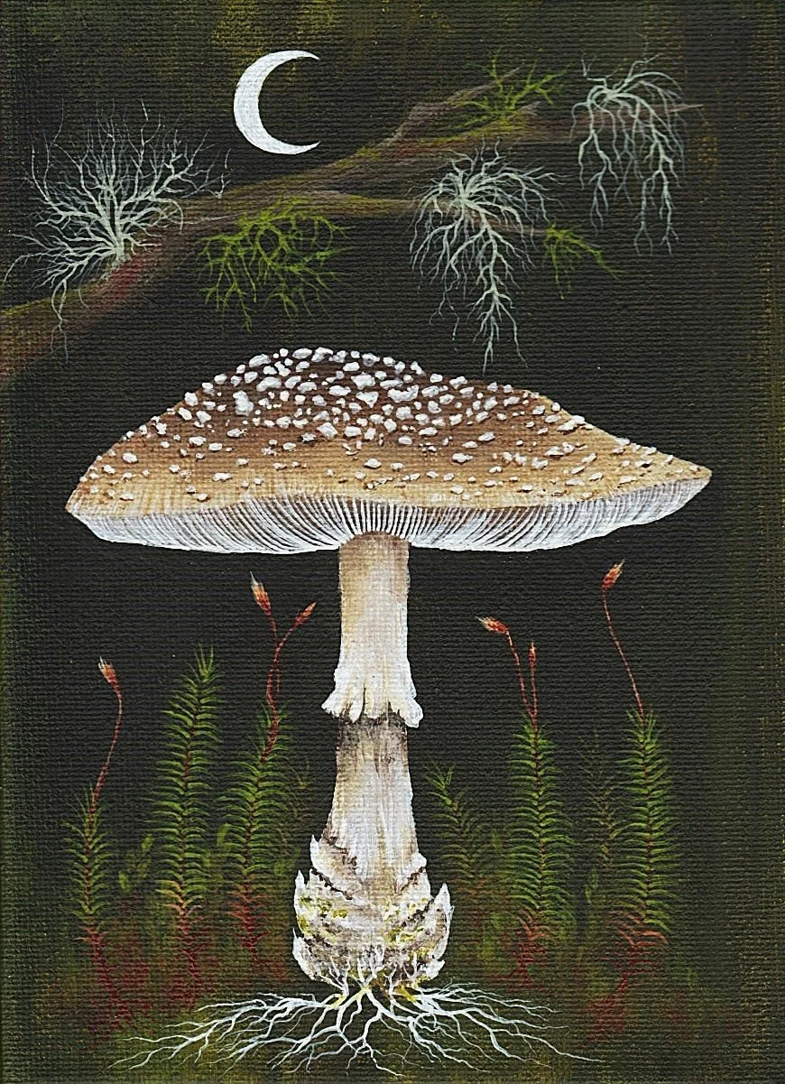 Amanita pantherina (2024)