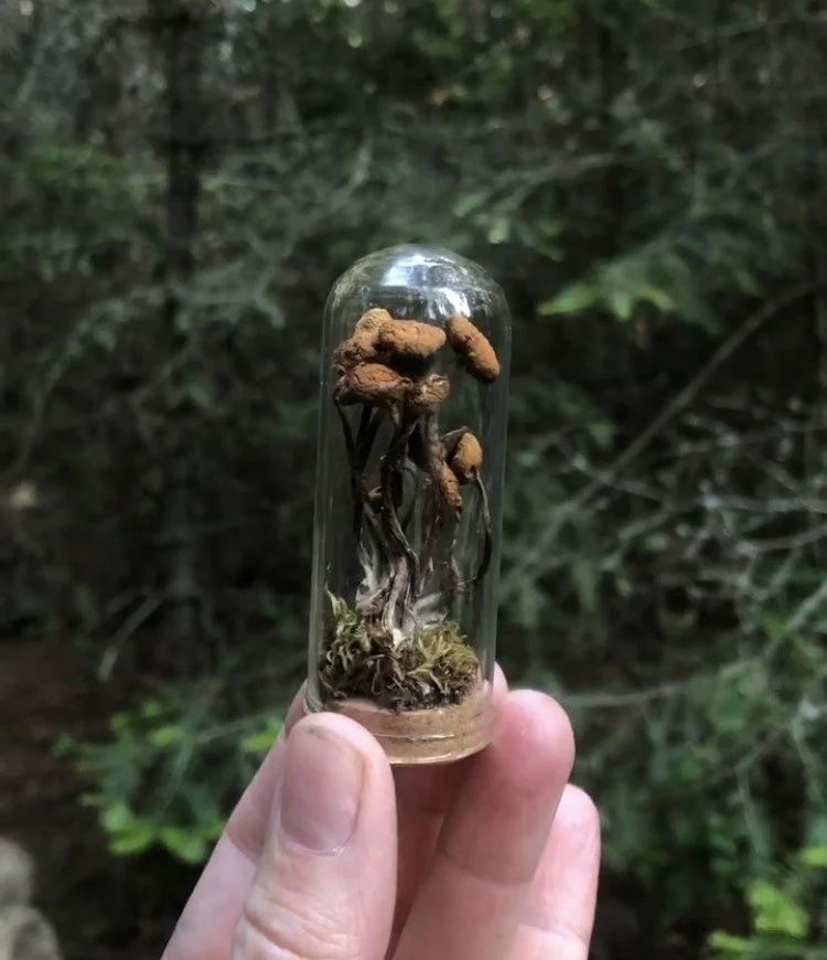 Up Moss Creek Studio Mushroom Specimen Dome.jpg