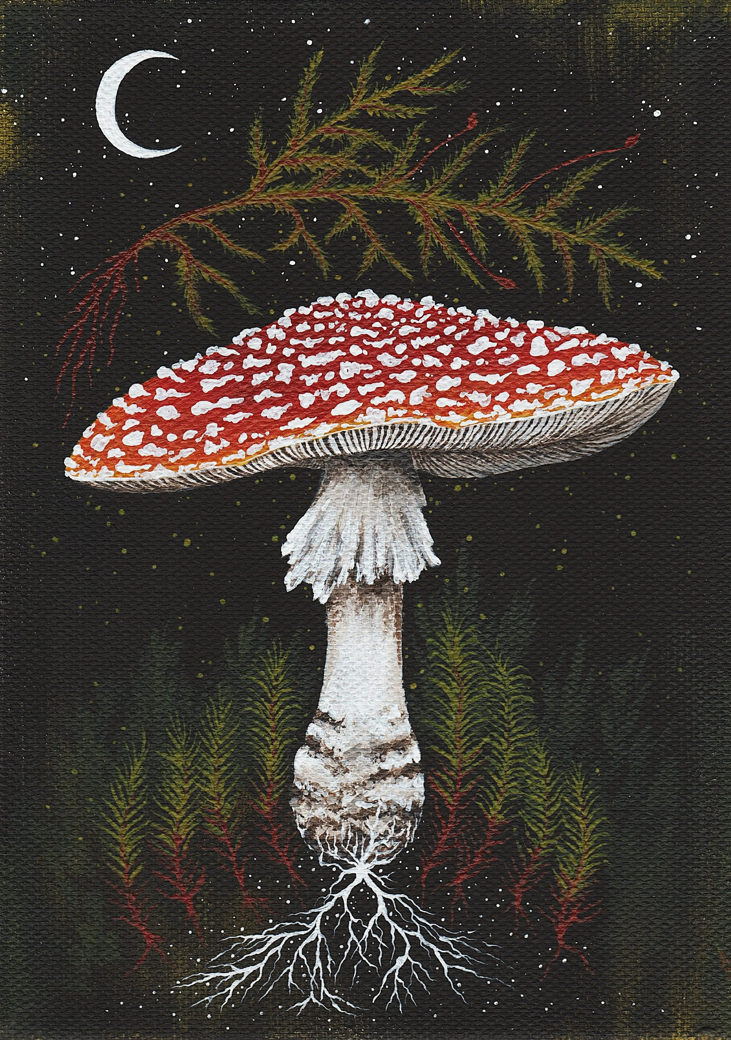 Amanita muscaria (2024)