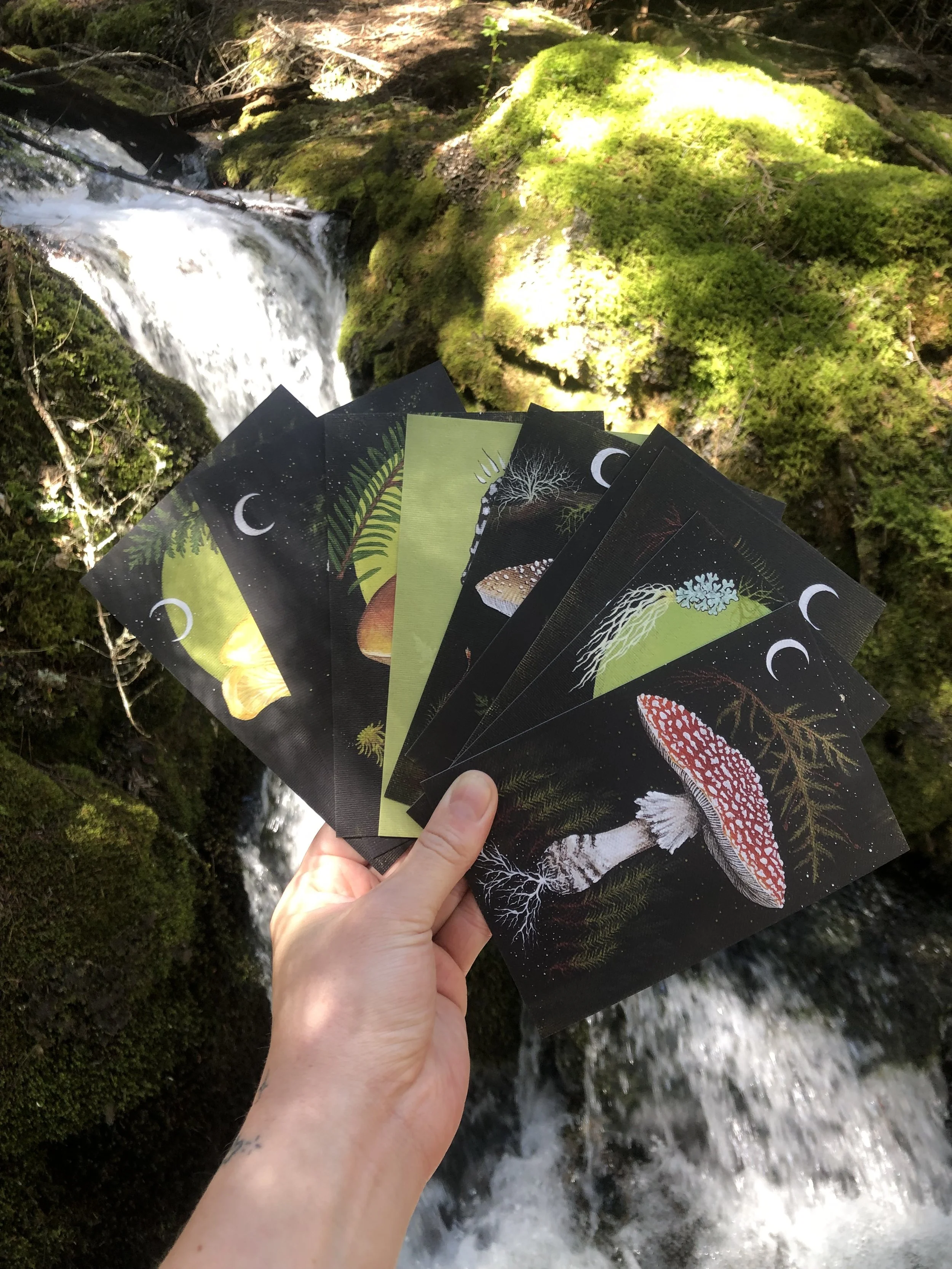 Dark Mycology Postcard Print Set