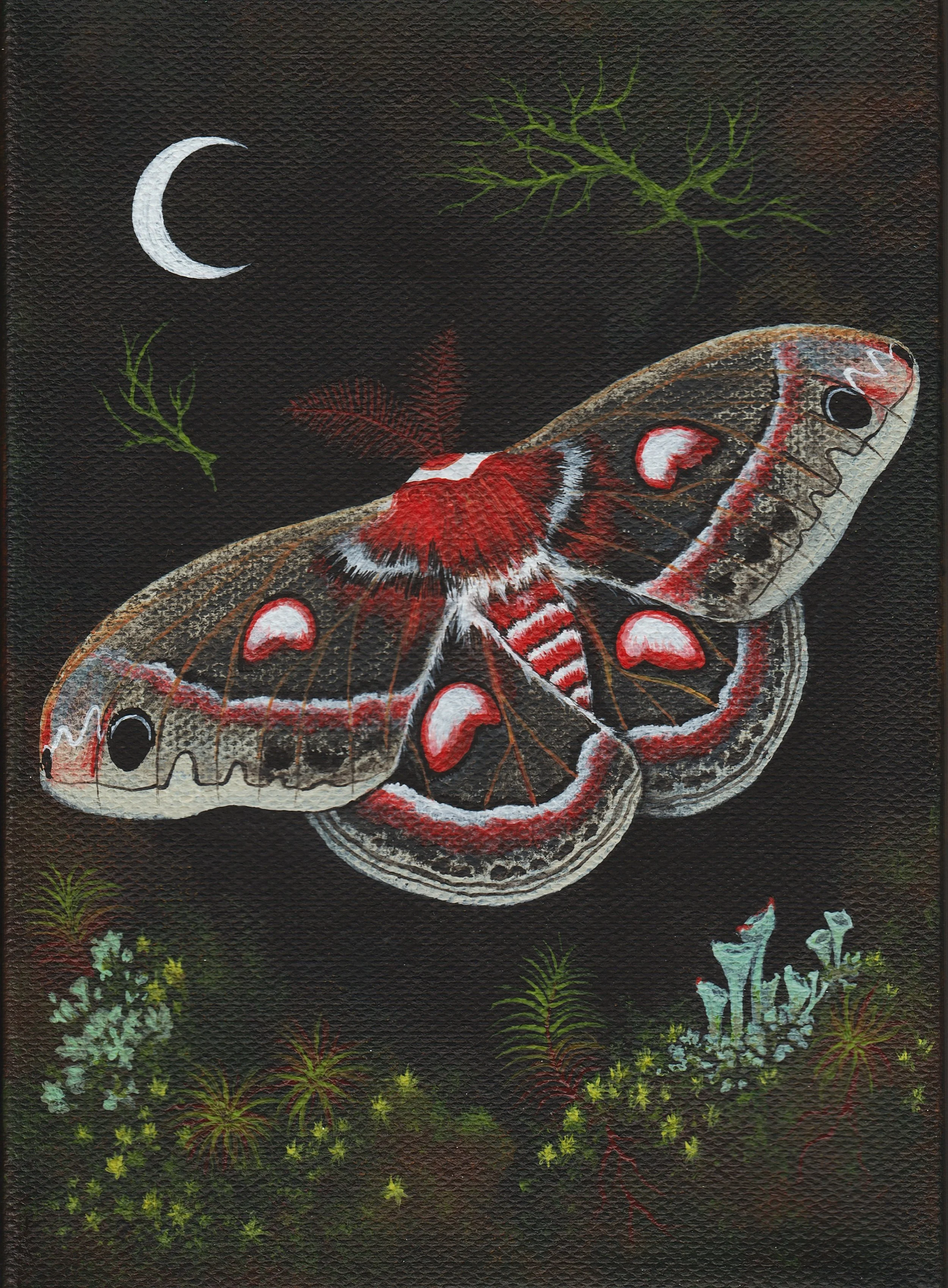 Cecropia Moth (2024)