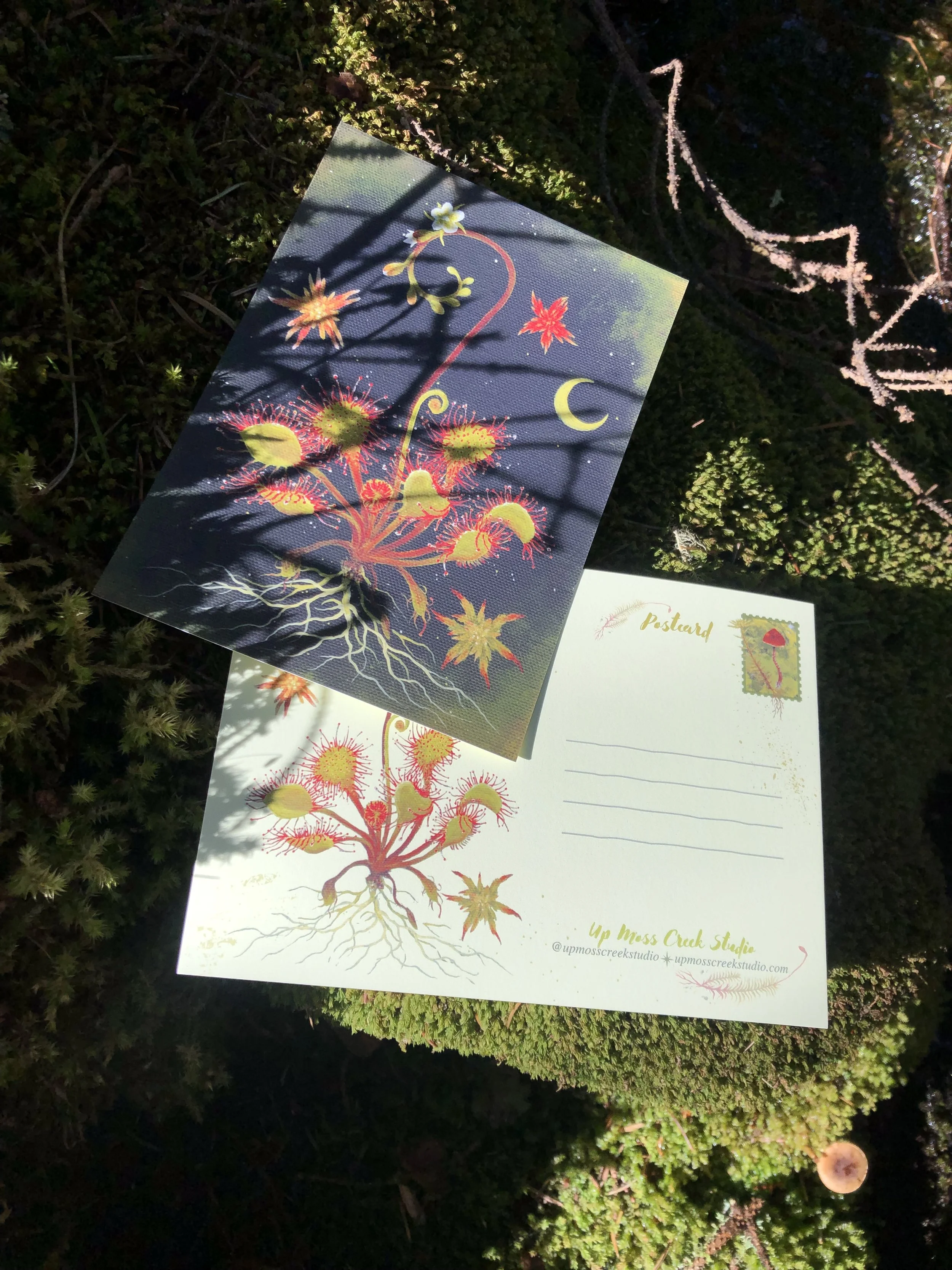 Sundew Postcard Print