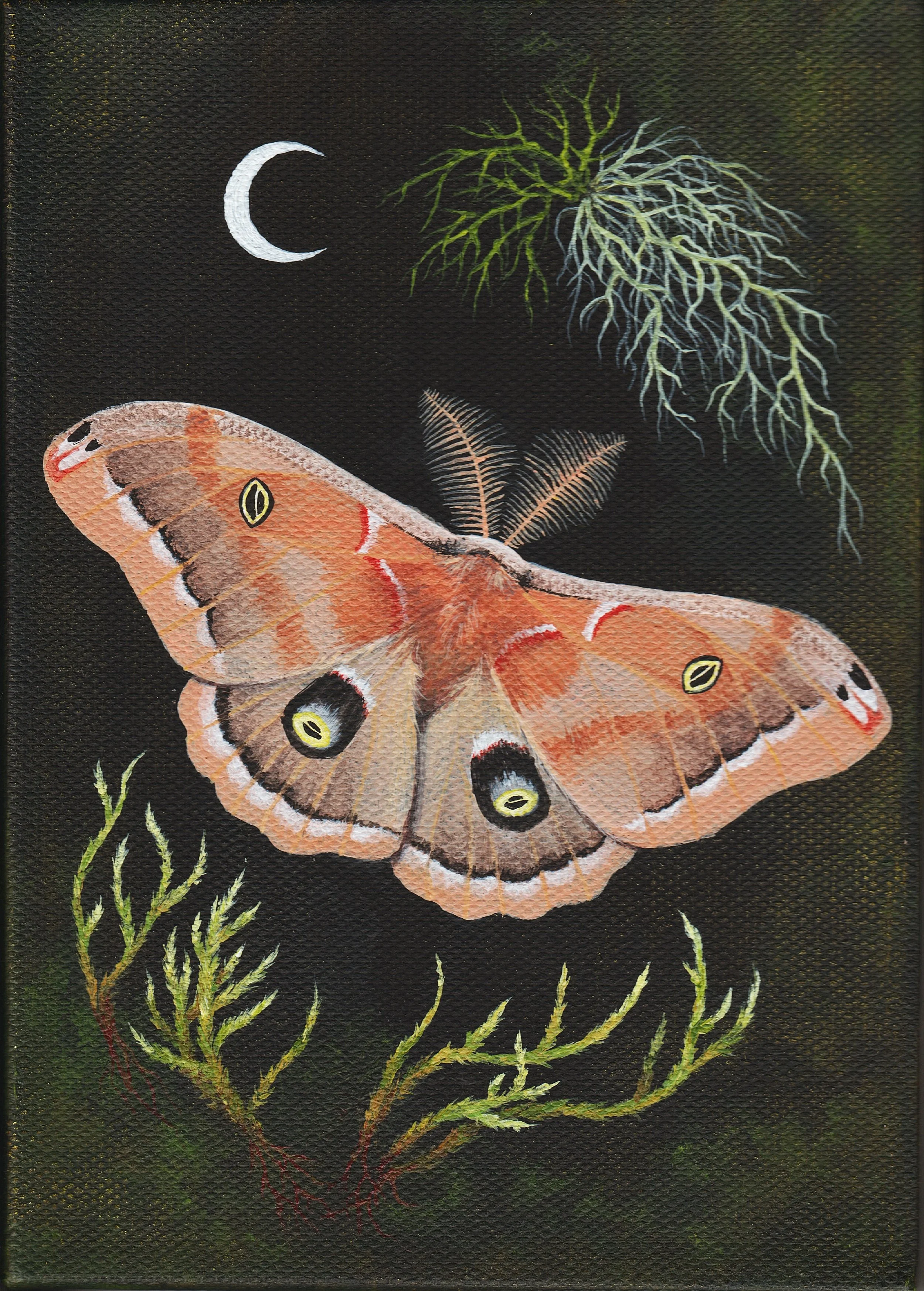 Polyphemus Moth (2024) 