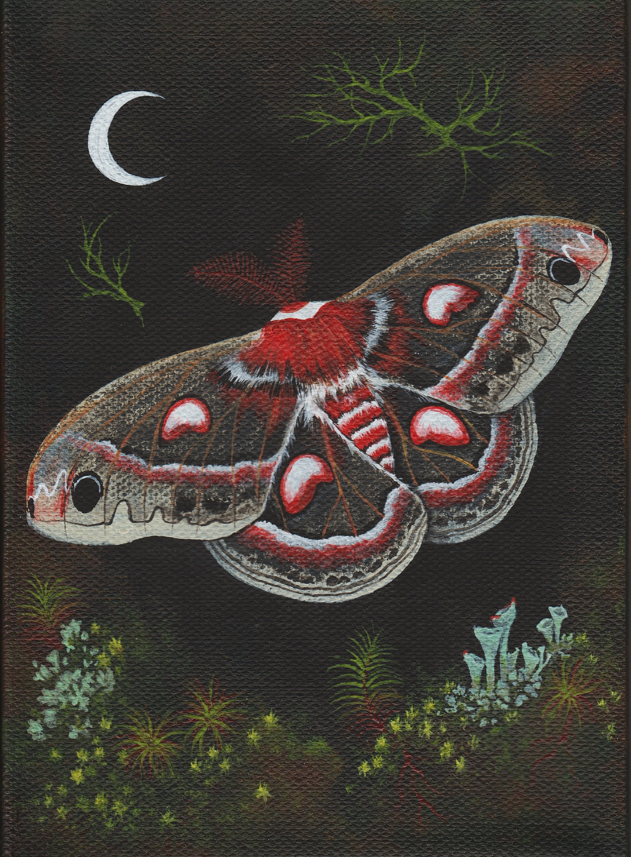 Cecropia edited.jpg