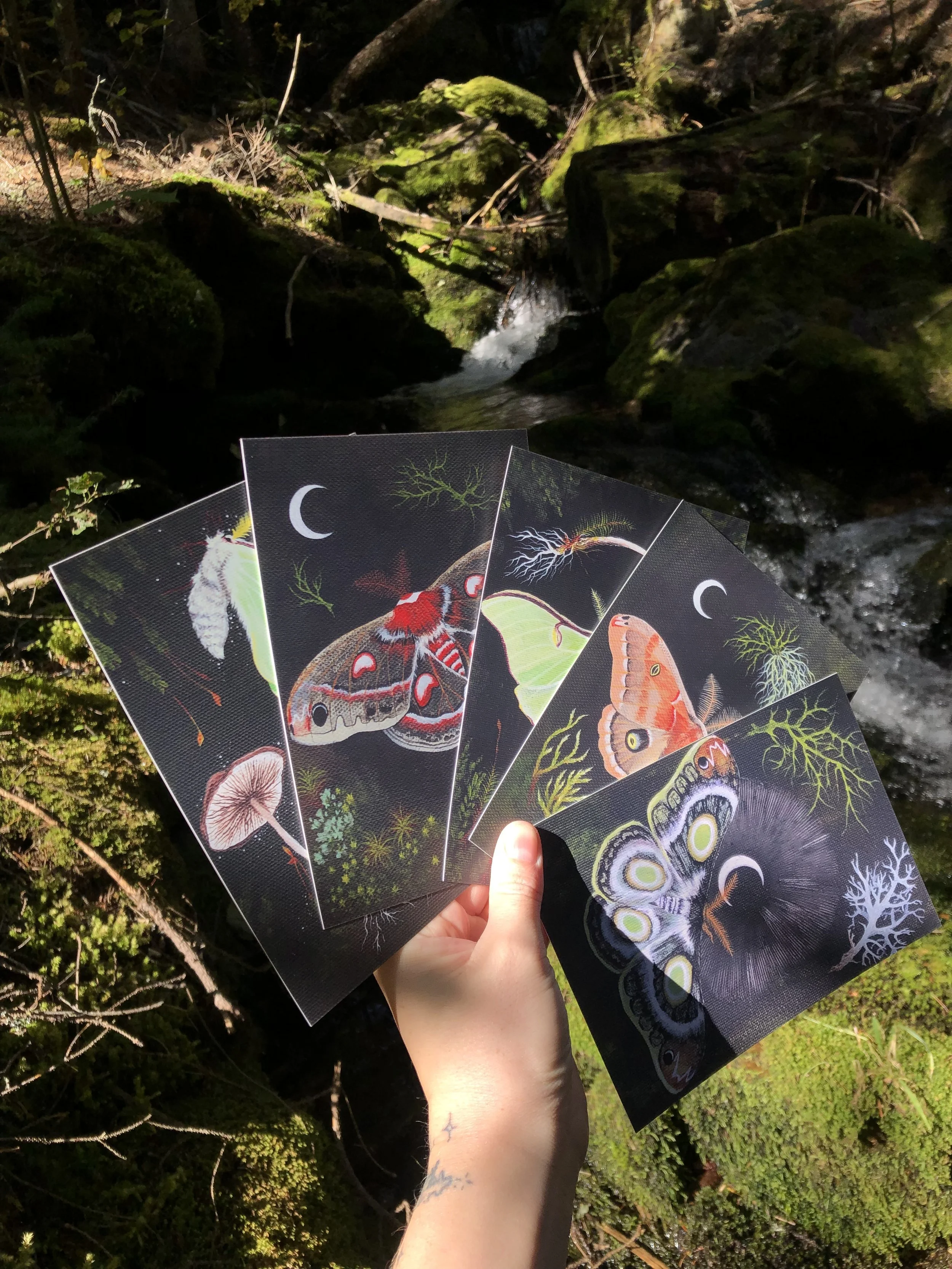 Silk Moth Postcard Print Set (5)