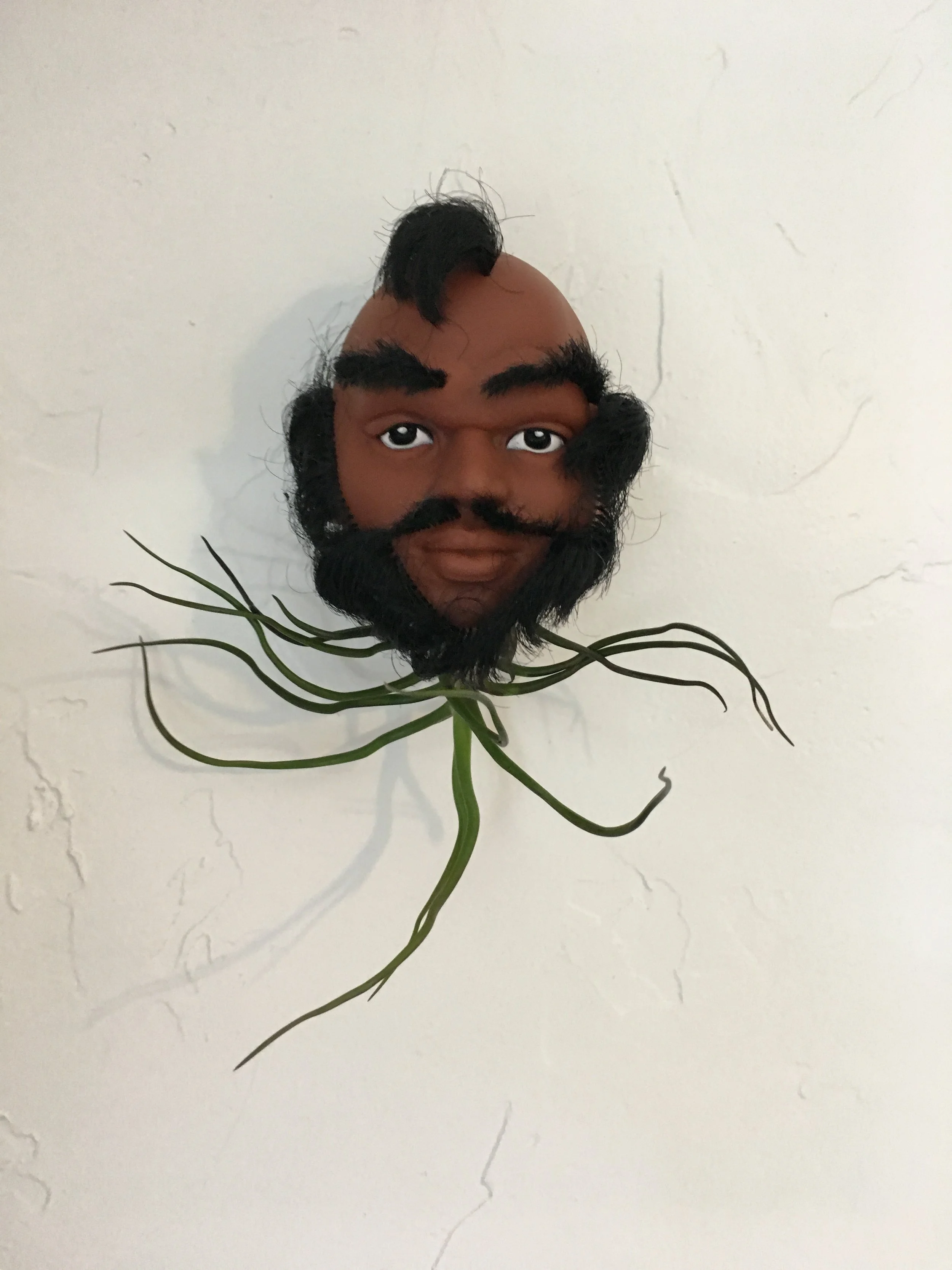 Mr. T.illandsia.jpg