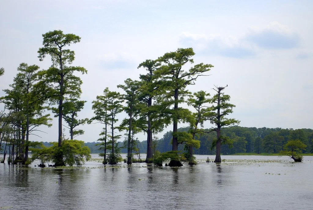 Chickahominy River — Fiore Fishing