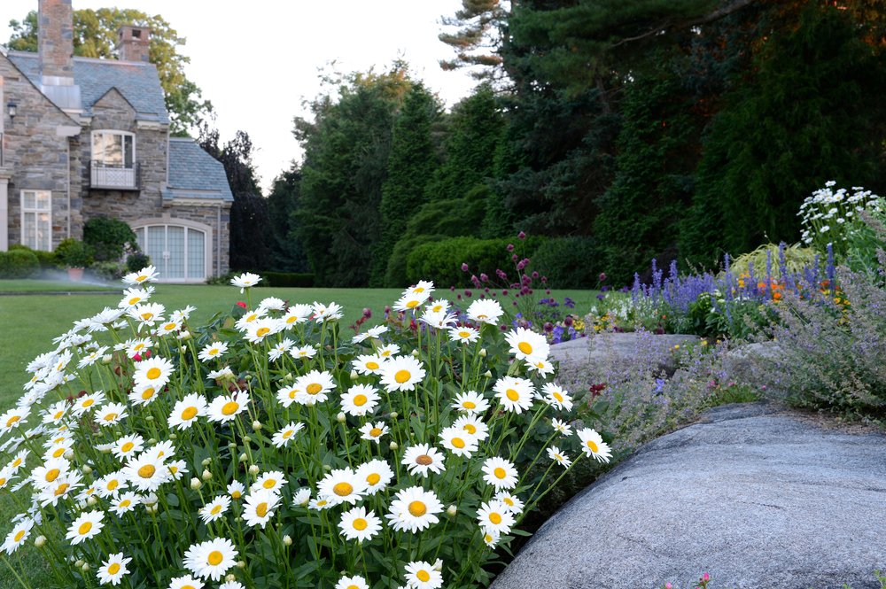 H-rock daisies and rear hse104.jpg