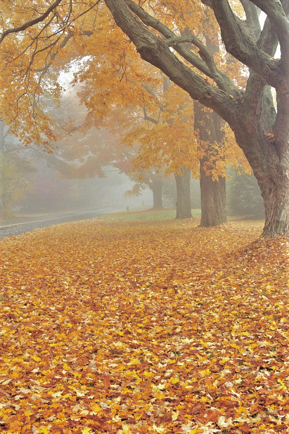 Fall canopy hi-res.jpeg