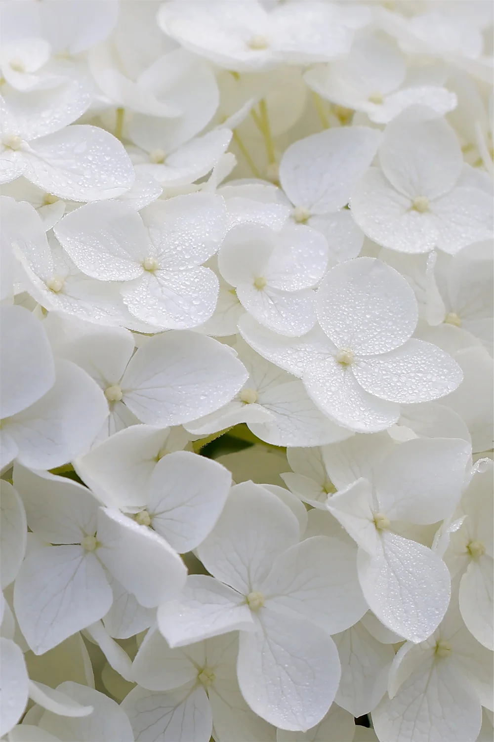 Bowman-Jennifer-LOVE LETTERS.jpg