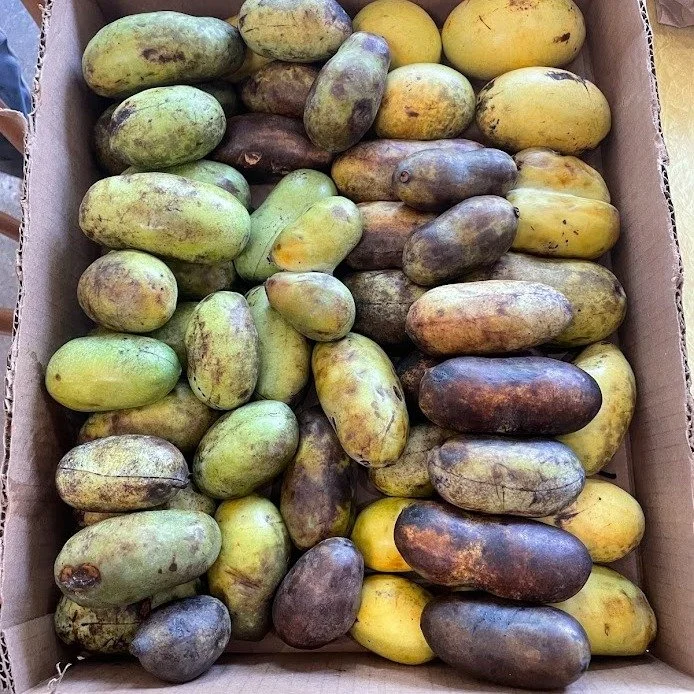 Meet the Kentucky Banana! 🍌

The pawpaw is North America&rsquo;s largest native fruit &mdash; creamy, tropical, and wild-harvested right here in Kentucky. We blend it into a silky housemade pur&eacute;e for our seasonal Pawpaw Daiquiri &mdash; a tas