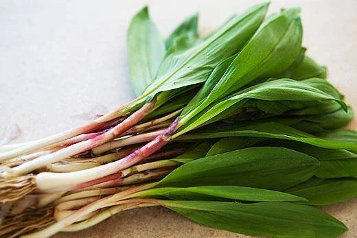 We know Derby season is right around the corner when these start popping up across Kentucky!

These are ramps, a wild spring allium with a garlicky, onion-like flavor that grows in shady woodland areas throughout our region for a short window each ye