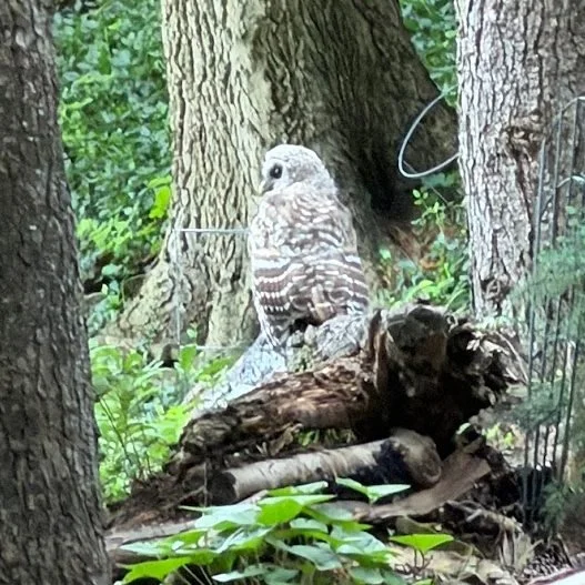 A little peek at life lately... 🦉☕💻🐦

A Barred Owl sighting, brunch at Foko with my current favorite cup of coffee in Louisville roasted by Ithmah Coffee Roaster, birding adventures with Justin, an unfortunate encounter between my MacBook and wate