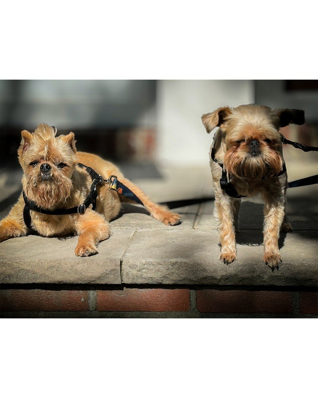 Couldn't ask for any better security guards

#goodvibes #dog #dogs #doglove #dogmom #doglover #nycinfluencer #nyc #newyork #dailyfrontrow #nycblogger #love #fear #phobia #fearless #freedom #love #joy #resilience #nlppractitioner #nlpcoach #nlpcoachin