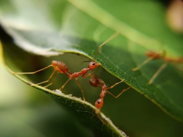 Ant control guide